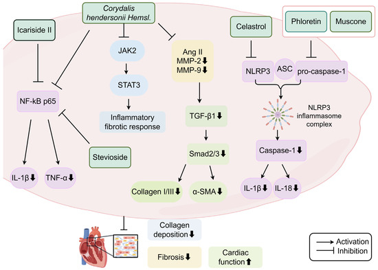 Natural Products Targeting Myocardial Fibrosis: Pharmacological