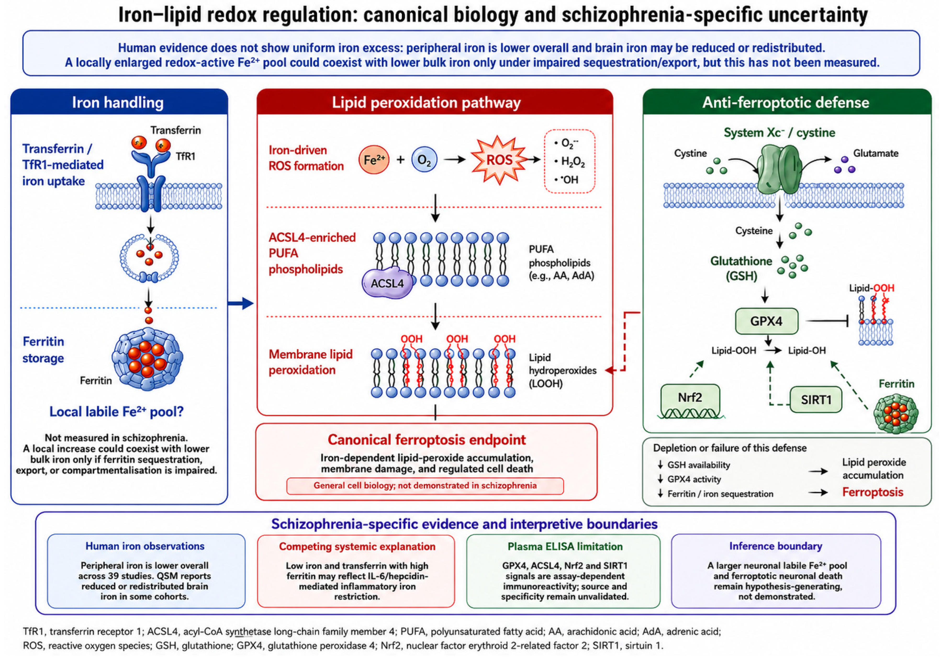 Redox Homeostasis and Oxidative Stress in Schizophrenia: Glutathione–NMDA–Neuroimmune Convergence and a Hypothesis-Generating Iron–Lipid Redox Extension