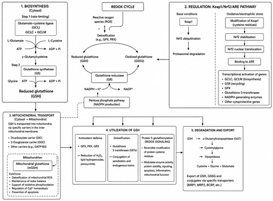 autoregulatory control of mitochondrial glutathione homeostasis Biology in Neurodegenerative and Metabolic Diseases: Molecular Mechanisms, Pathophysiological Roles, and Therapeutic Perspectives Glutathione Injections for Skin: Quantity:1 Bottle GHK-Cu 50mg