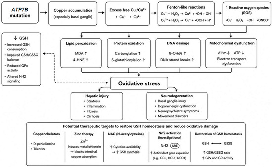 Glutathione Biology in Neurodegenerative and Metabolic Diseases: Molecular Mechanisms, Pathophysiological Roles, and Therapeutic Perspectives