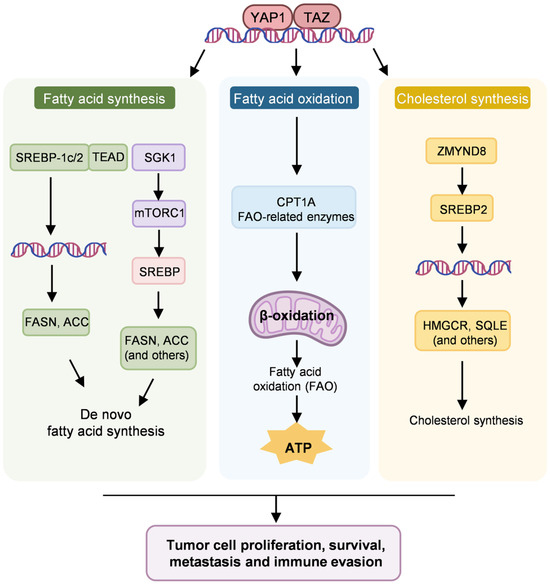 The Crosstalk Between YAP/TAZ and Cancer Metabolism: From