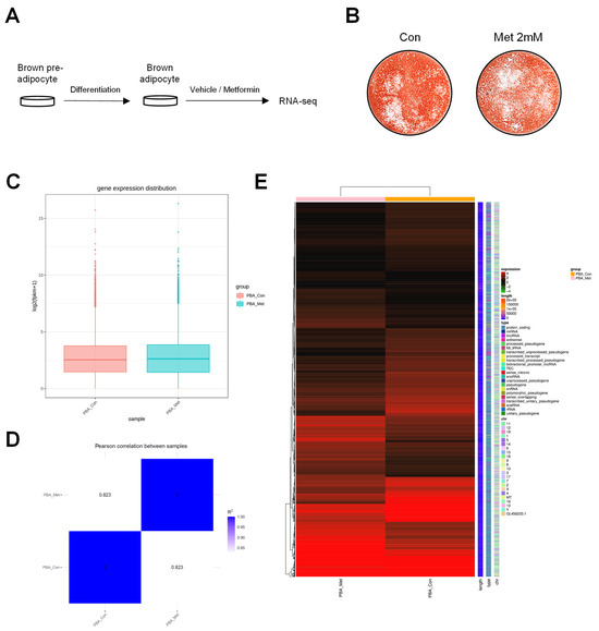 metformin glutathione Modulates Ferroptosis-Related and Antioxidant Gene Expression in Brown Adipose Tissue what are vitamin b12 Glutathione Skincare Size:Pack 3 - 10% Off