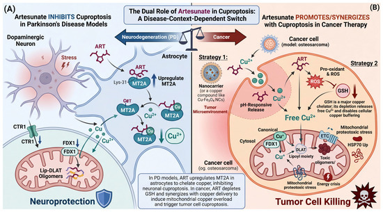 Artesunate in Ferroptosis and Cuproptosis Regulation: Context