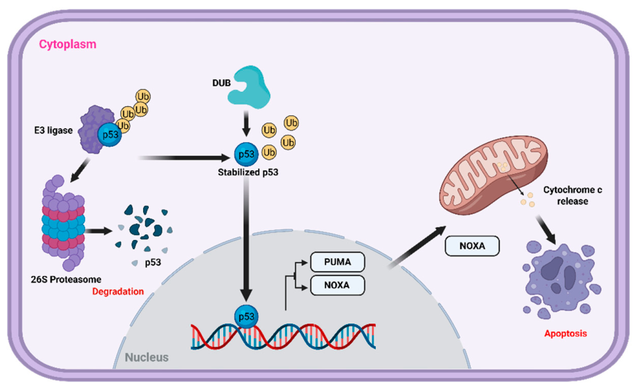 Balancing Ubiquitination and Deubiquitination in Apoptotic Protein