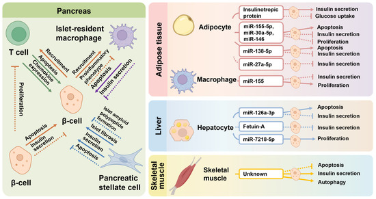 Extracellular Vesicle-Mediated Local and Systemic Communication in