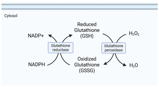 Glutathione Depletion in Acute Respiratory Distress Syndrome: Mechanistic Significance and Potential Association with Ventilatory Support