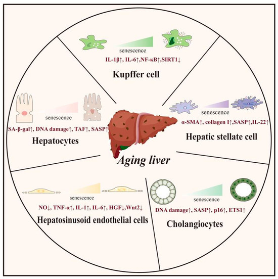 Effects and Therapeutic Strategies of Intra-Hepatic Cellular