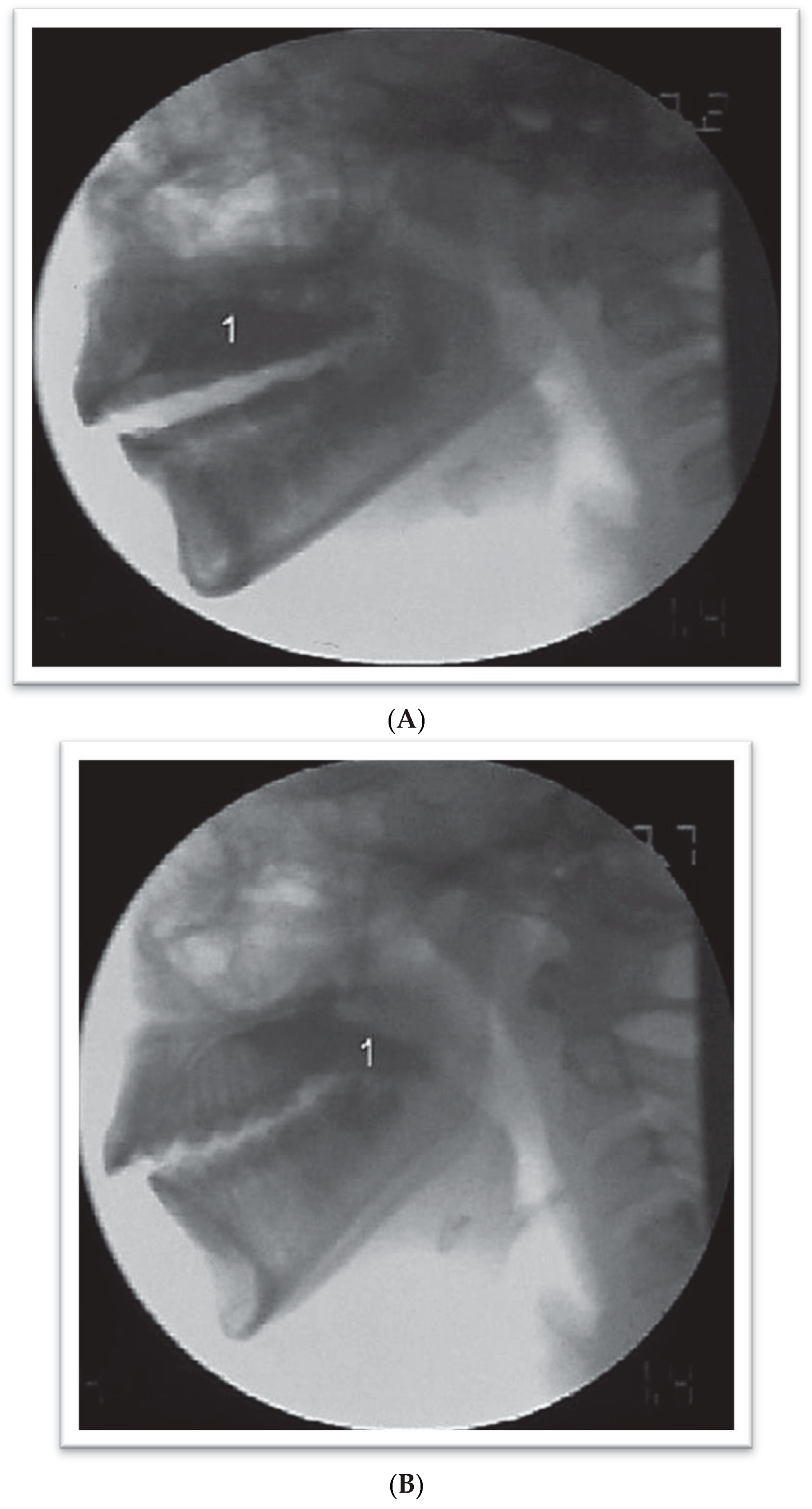 Ijom 39 00054 g001 Ijom 39 00054 g001