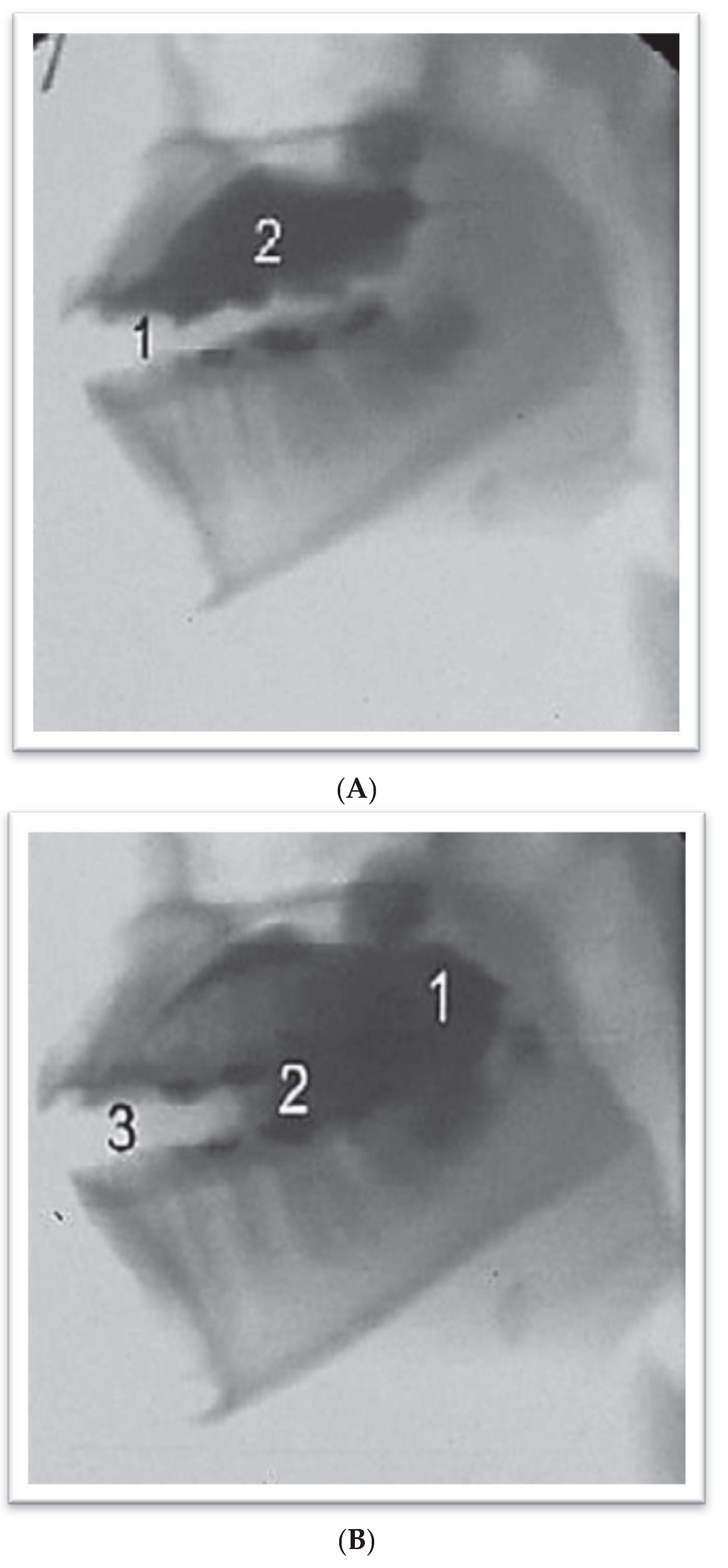 Ijom 39 00054 g002 Ijom 39 00054 g002