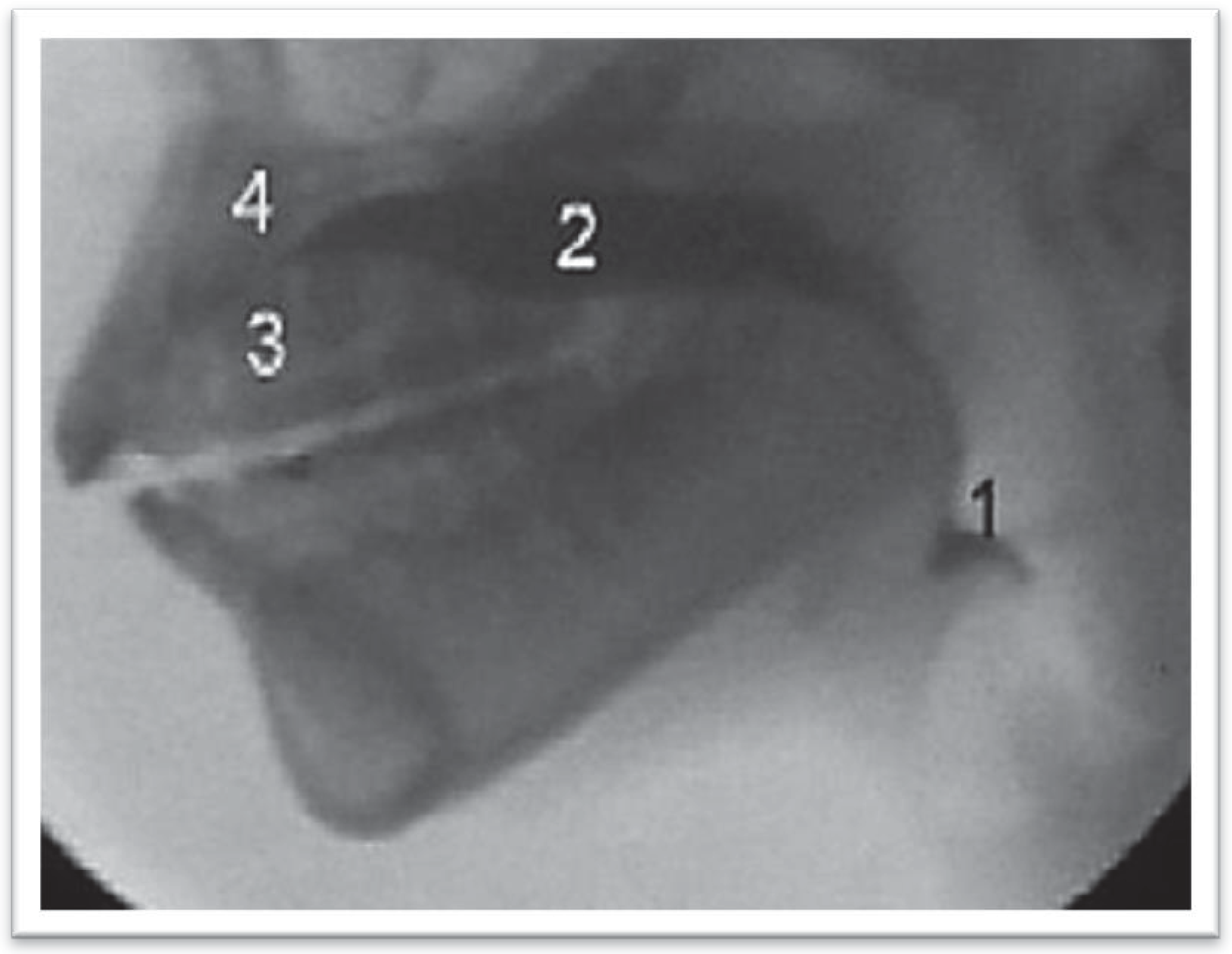Ijom 39 00054 g003 Ijom 39 00054 g003