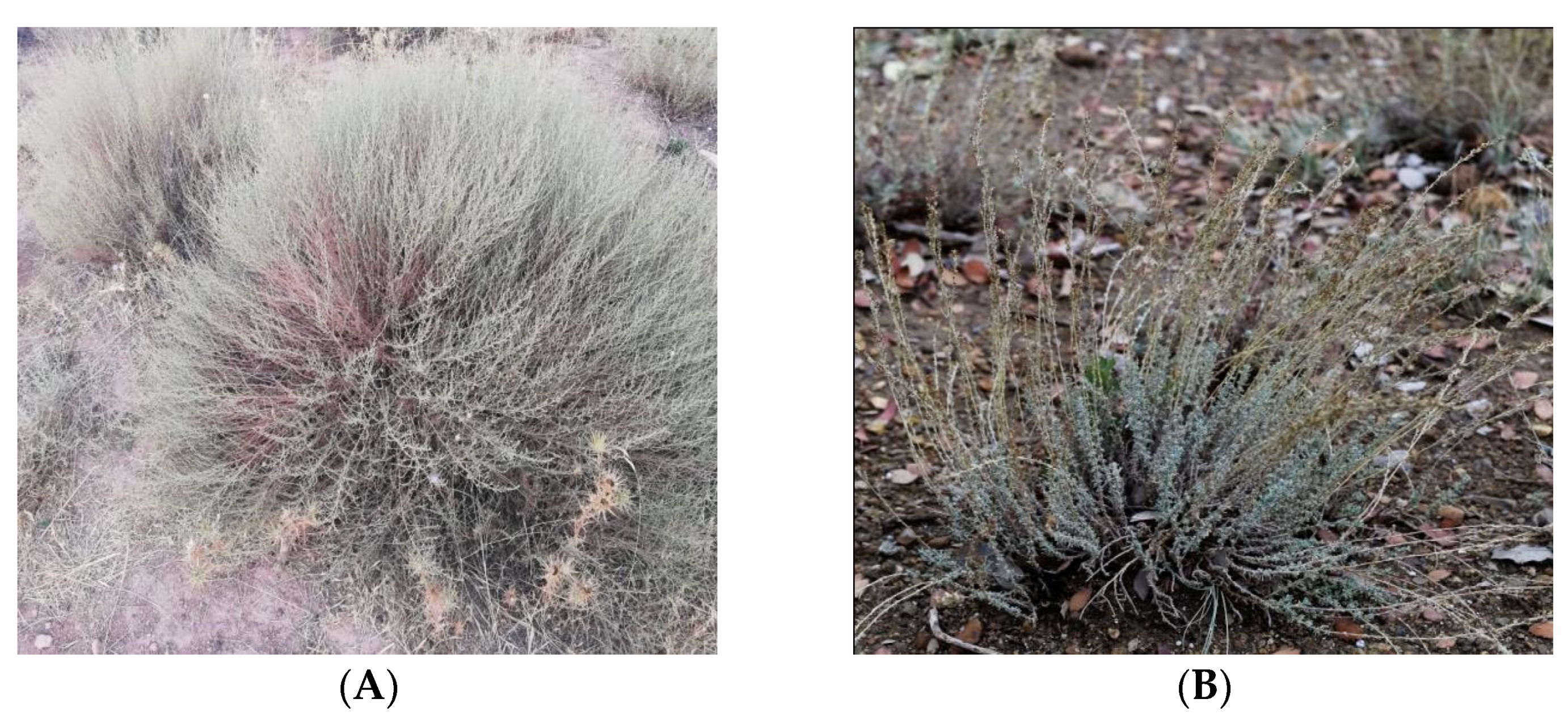 Ijpb 13 00007 g002 550