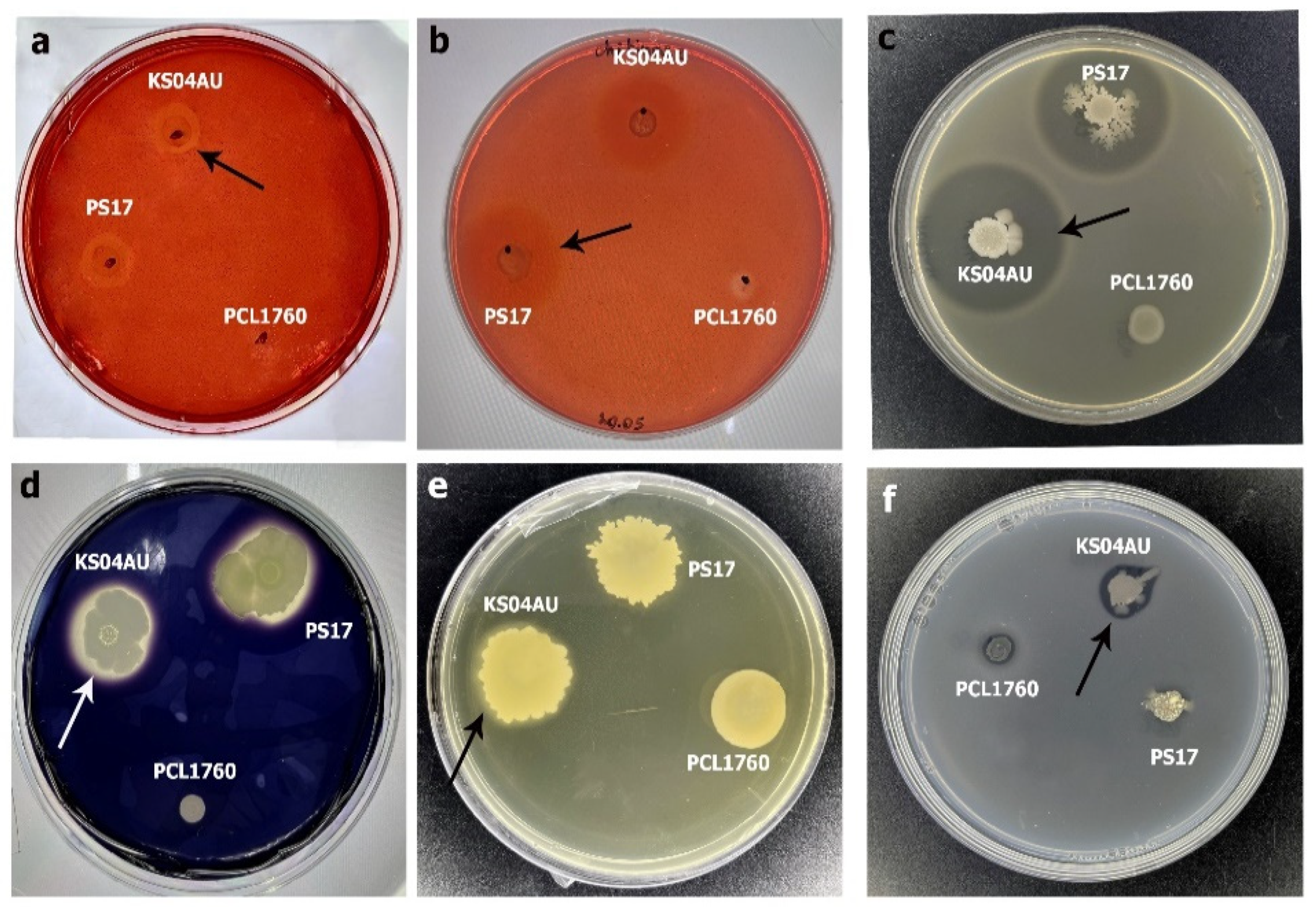 Ijpb 13 00018 g010 Ijpb 13 00018 g010