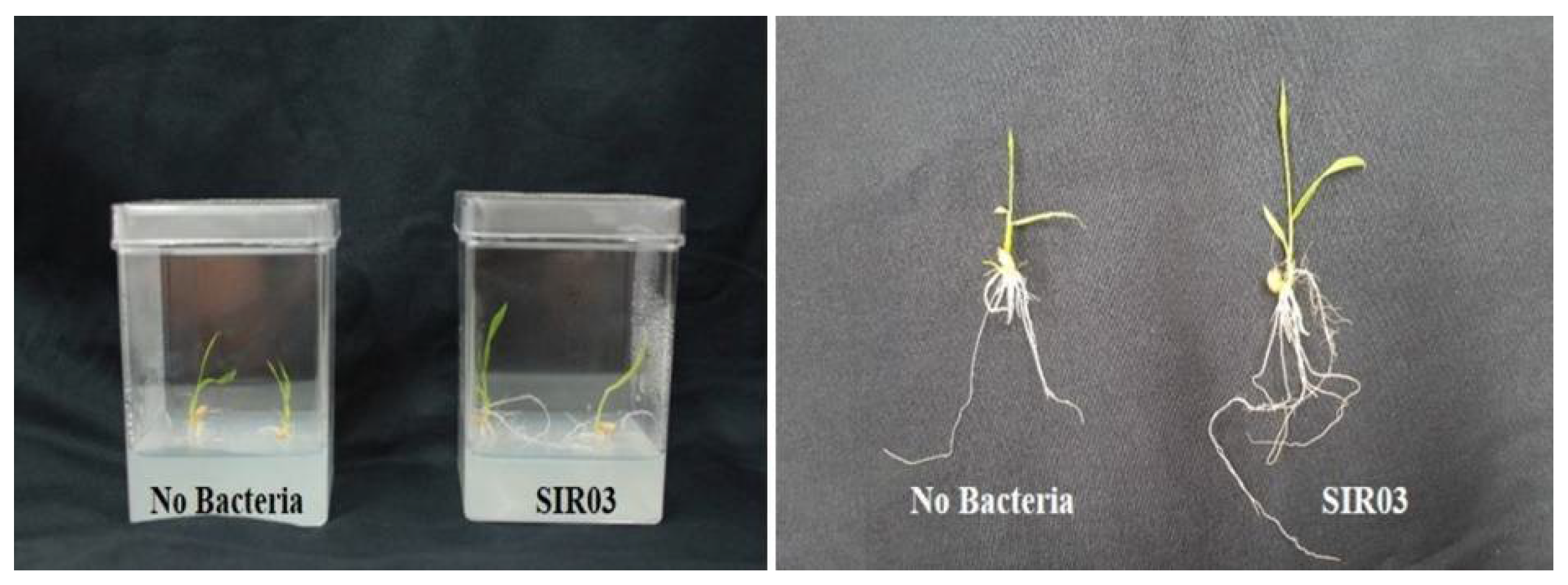 Ijpb 13 00022 g001 Ijpb 13 00022 g001