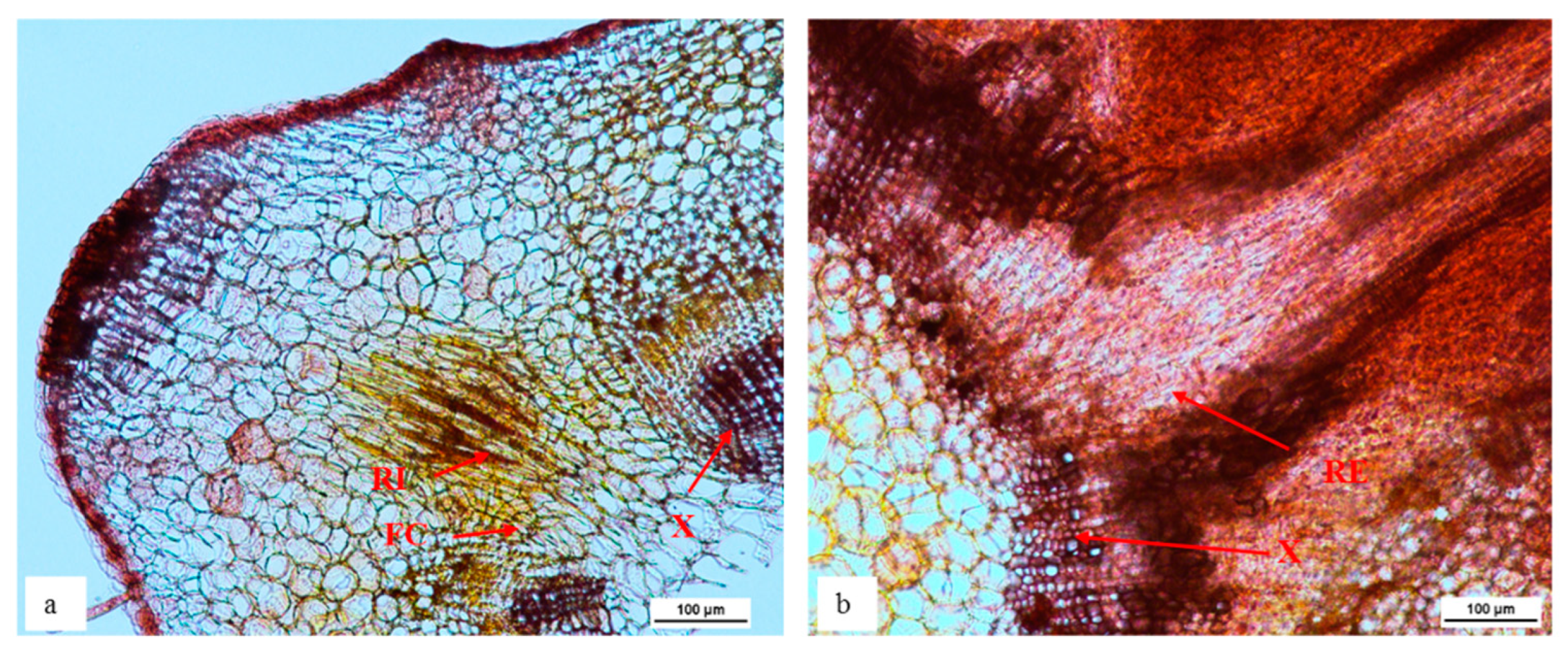 Ijpb 13 00035 g003 Ijpb 13 00035 g003