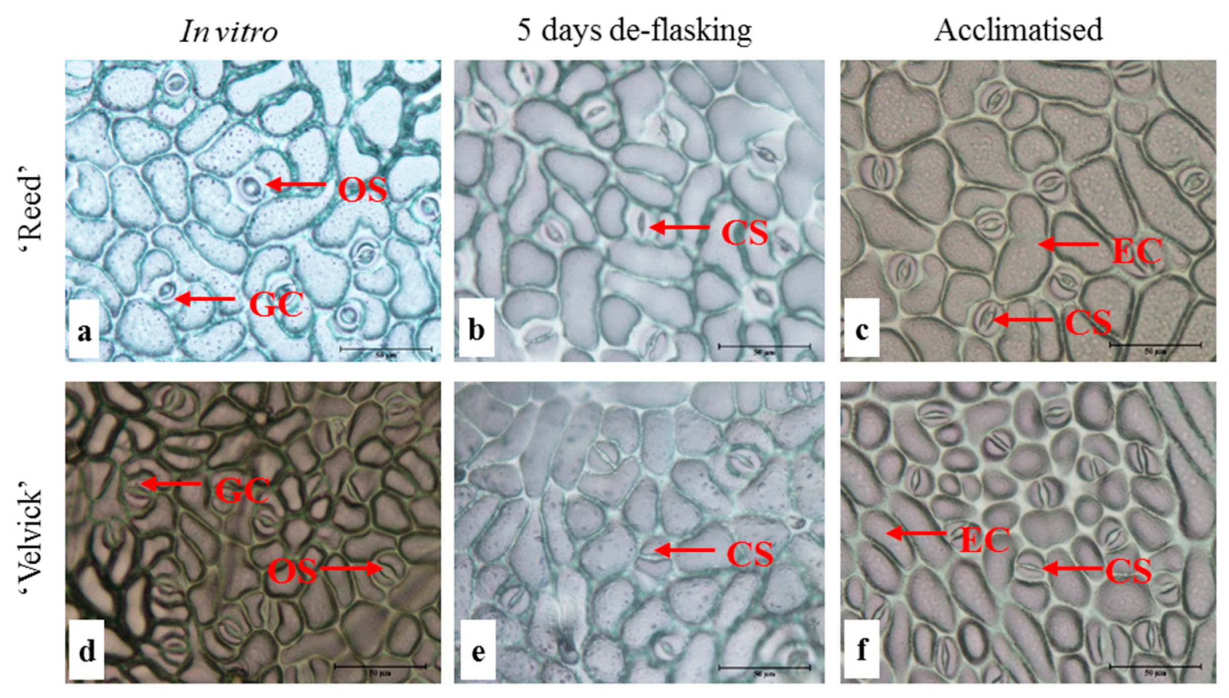 Ijpb 13 00035 g004 Ijpb 13 00035 g004