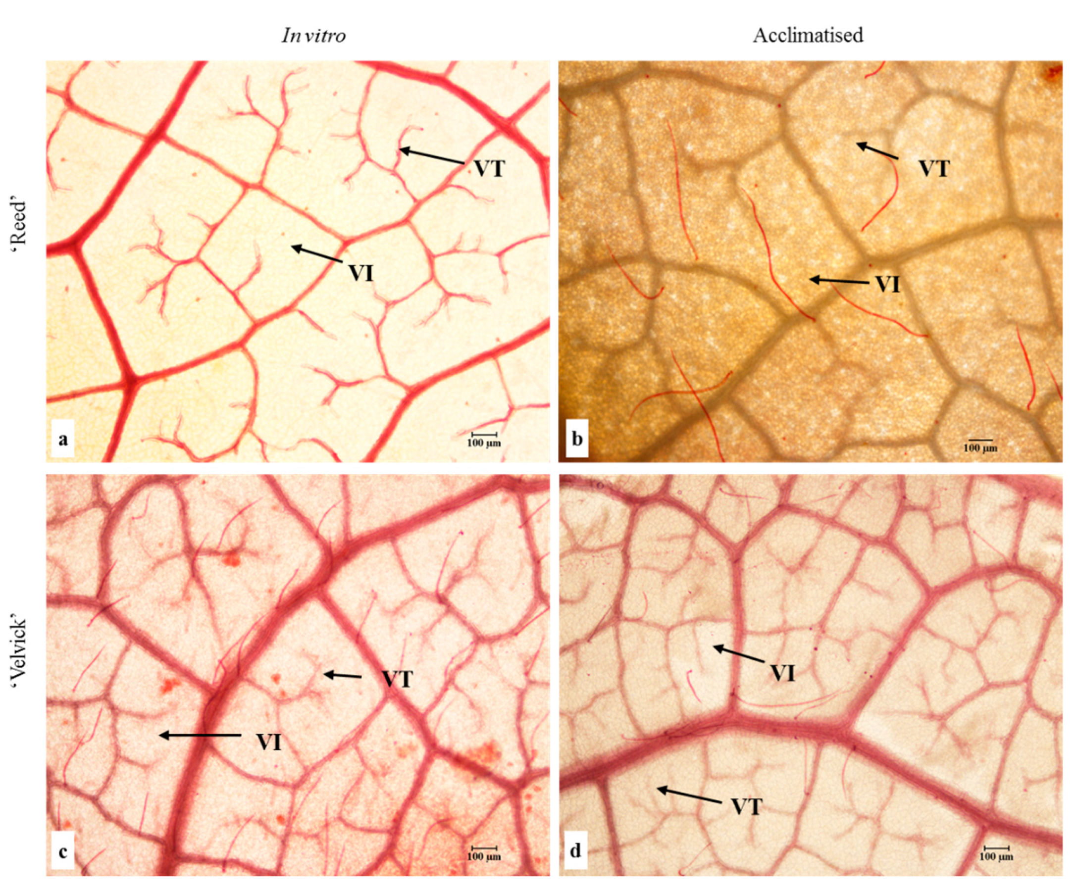 Ijpb 13 00035 g008 Ijpb 13 00035 g008