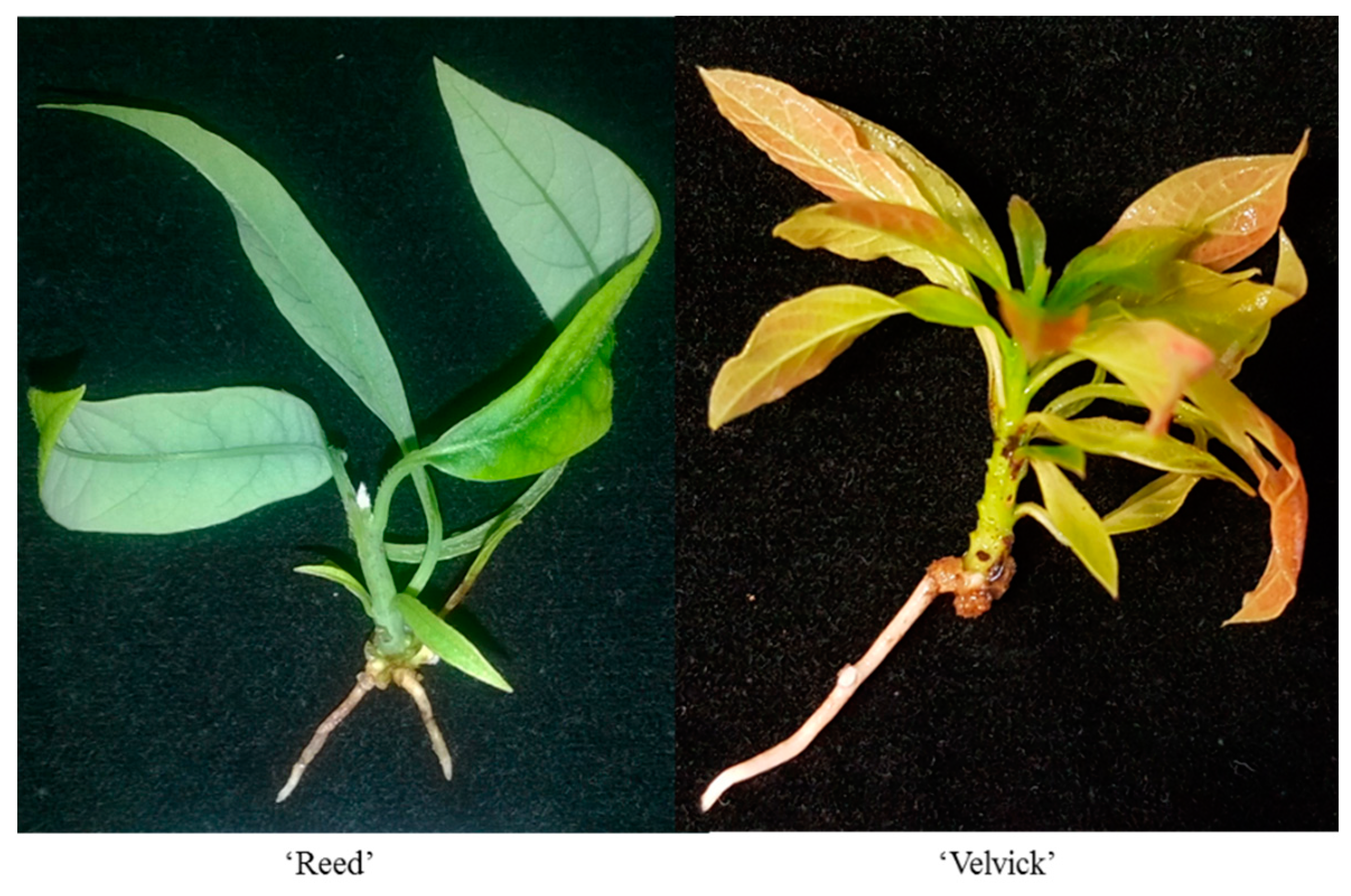 Ijpb 13 00035 g010 Ijpb 13 00035 g010