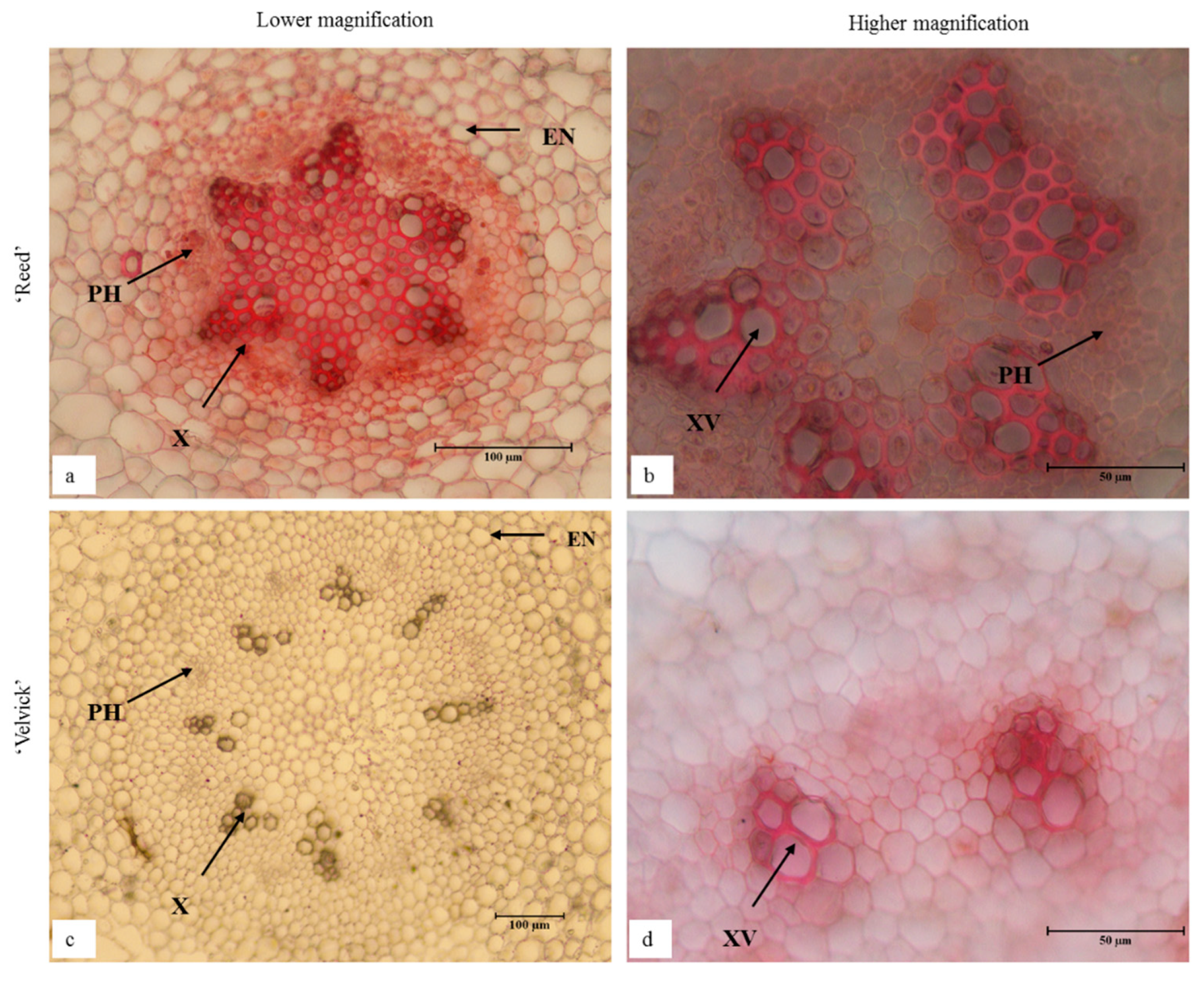 Ijpb 13 00035 g011 Ijpb 13 00035 g011