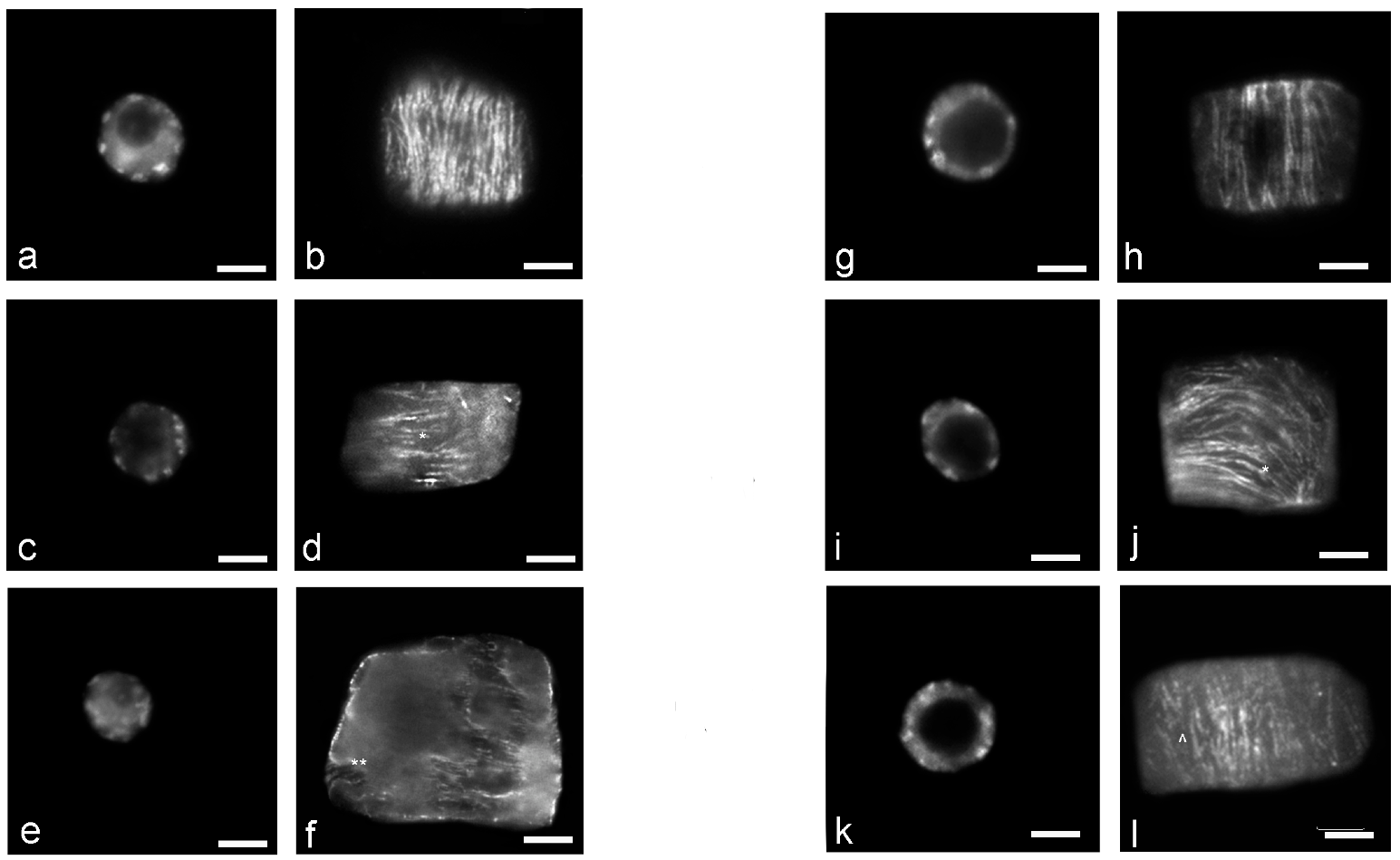 Ijpb 14 00010 g008 Ijpb 14 00010 g008