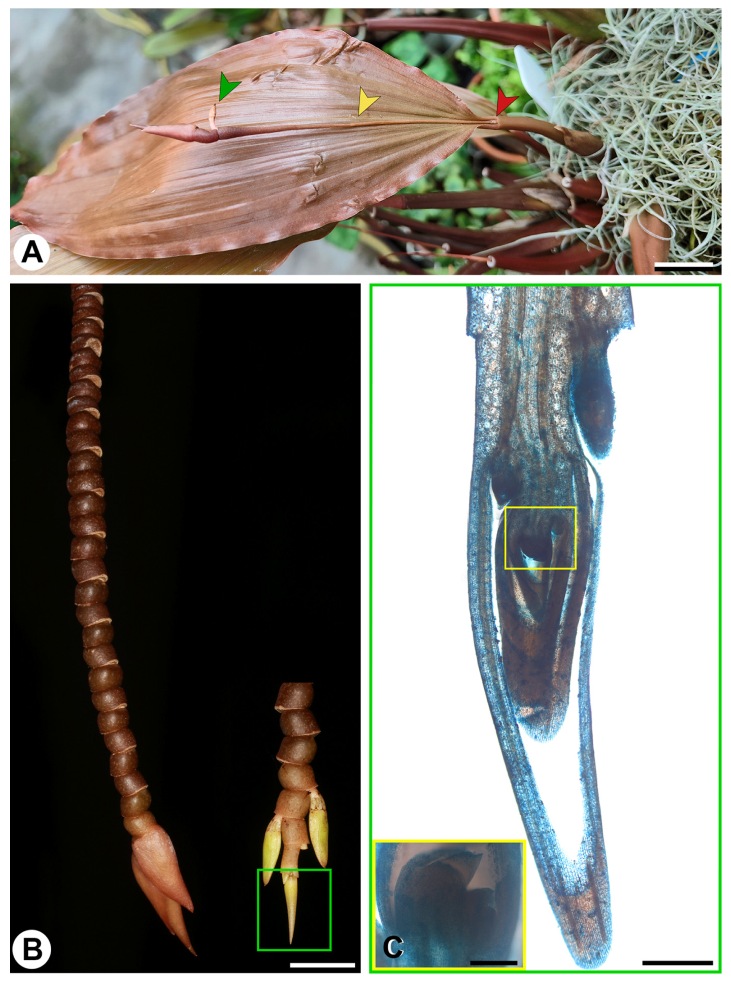 Ijpb 14 00024 g003 Ijpb 14 00024 g003