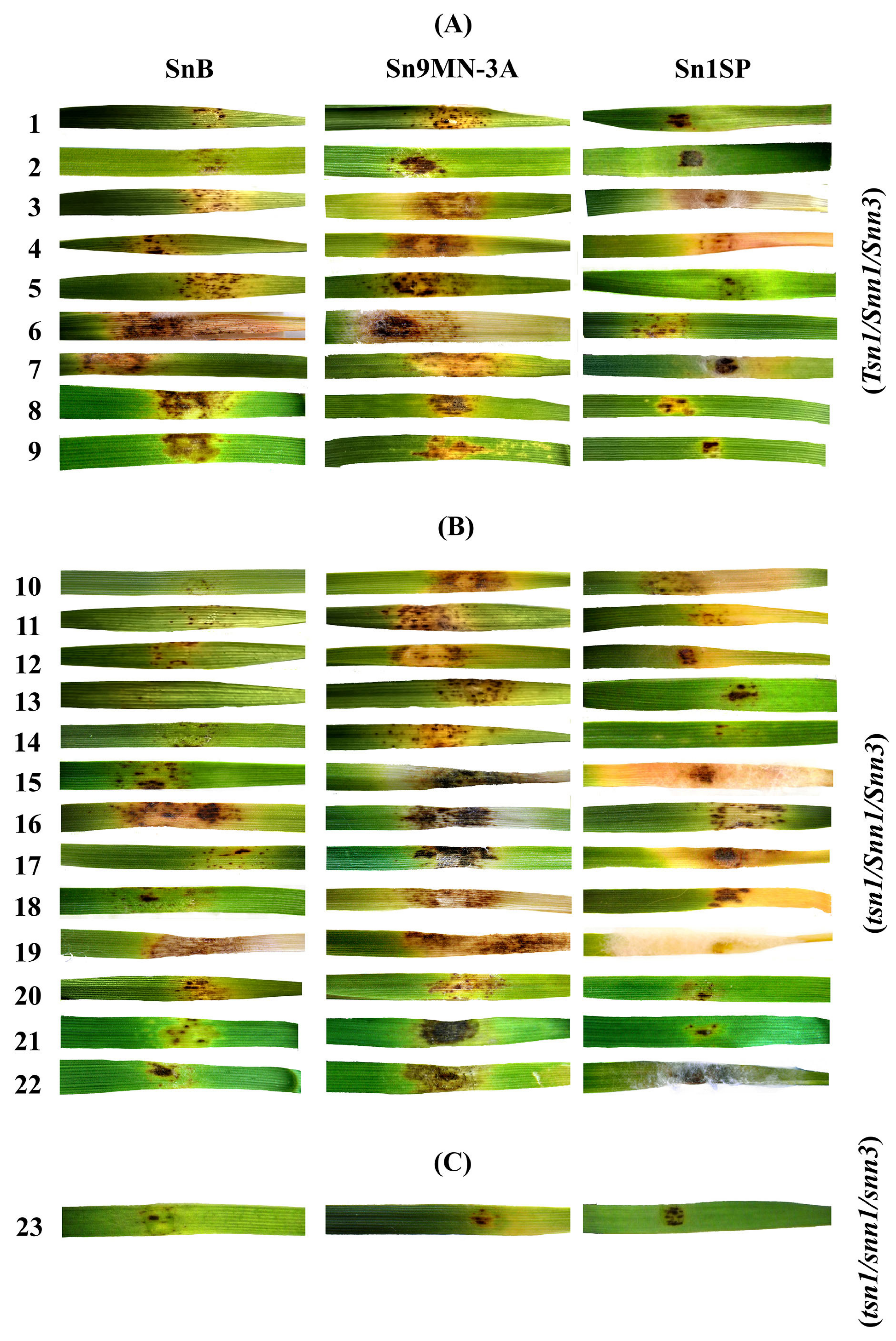 Ijpb 14 00031 g003 Ijpb 14 00031 g003