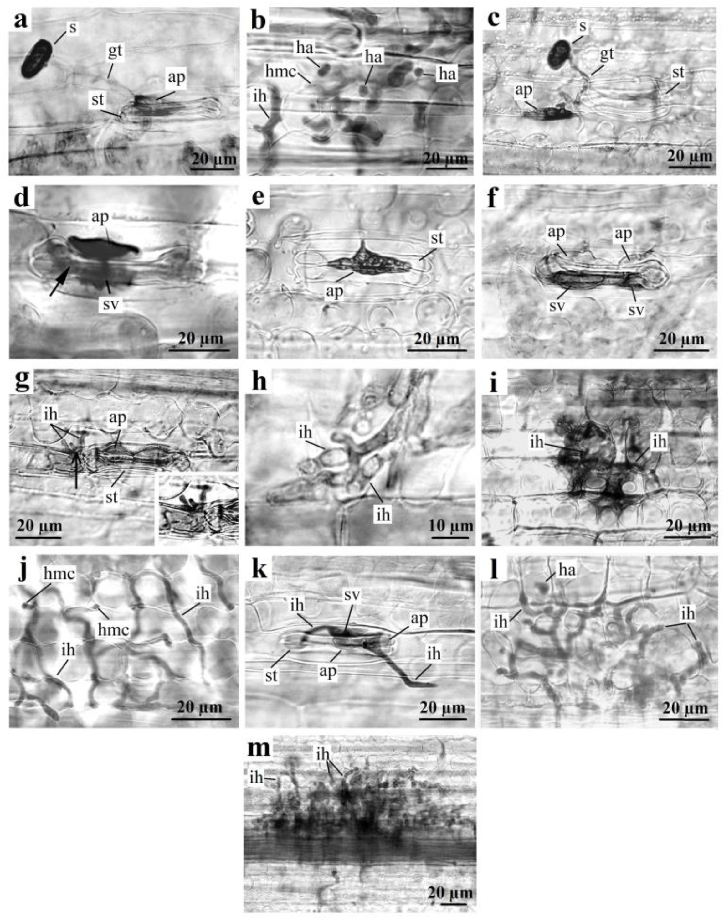 Ijpb 14 00034 g003 Ijpb 14 00034 g003