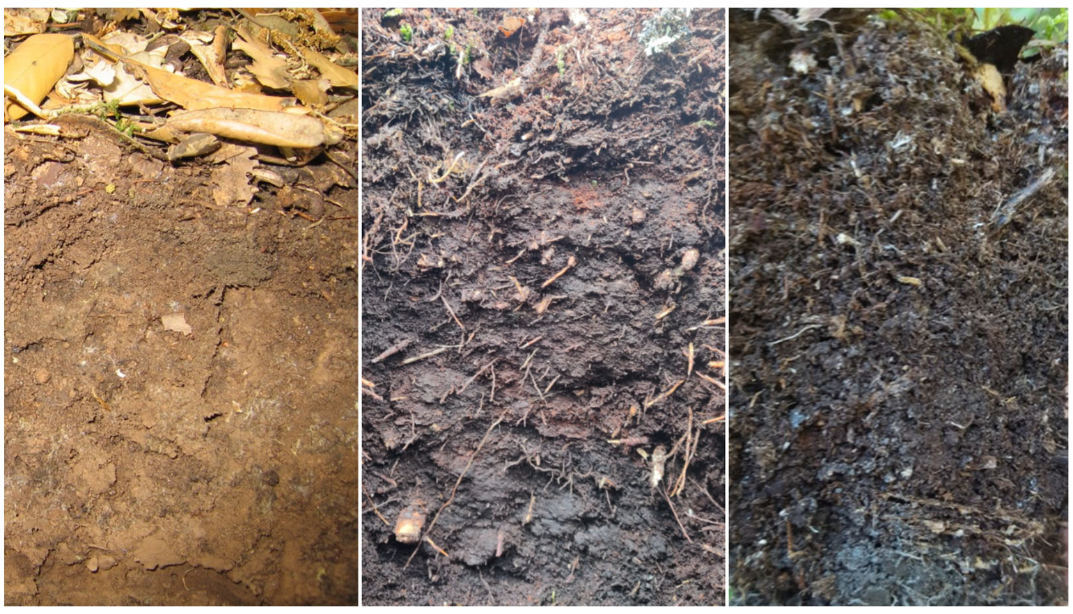 Ijpb 14 00045 g006 Ijpb 14 00045 g006