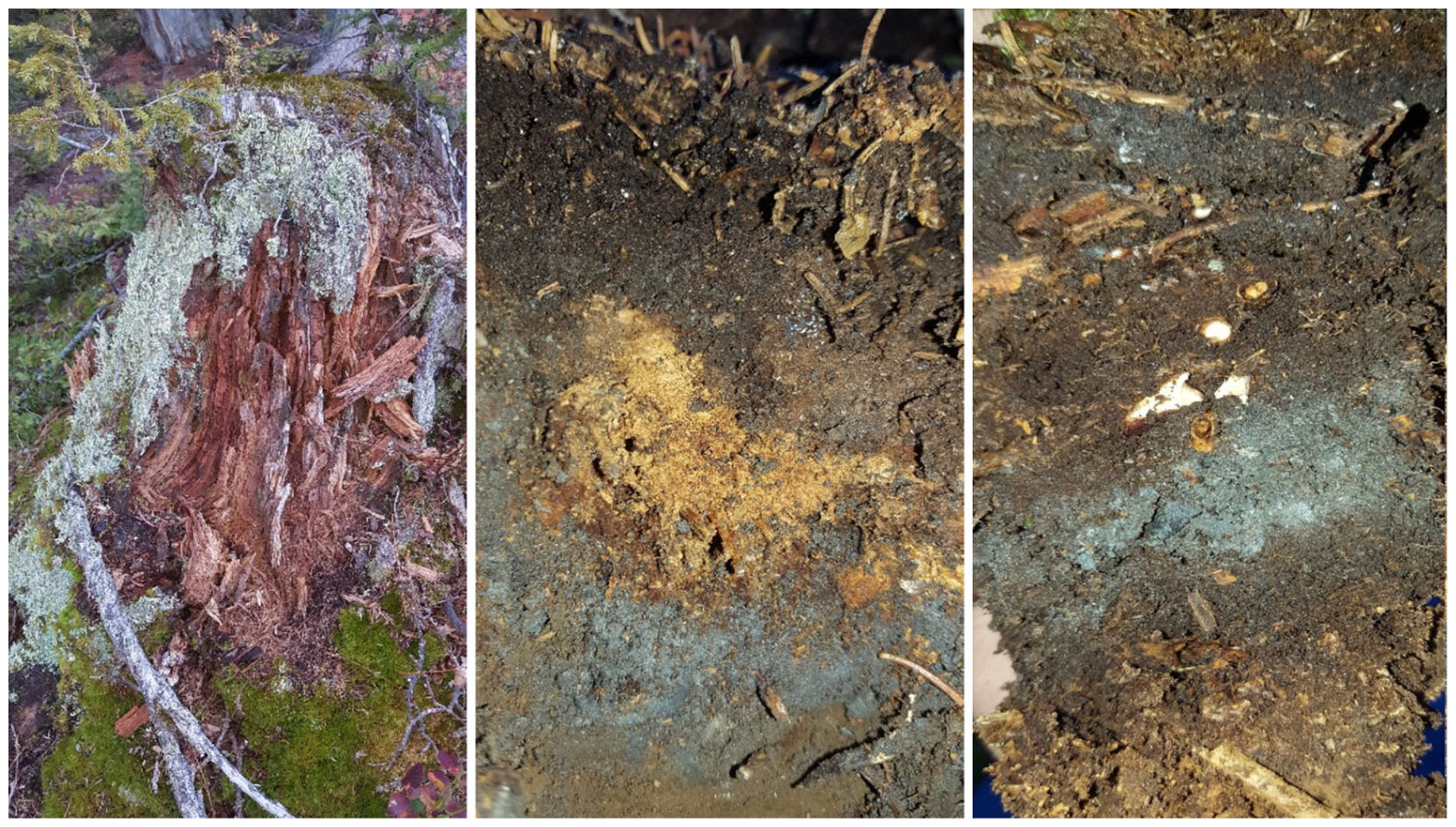 Ijpb 14 00045 g007 Ijpb 14 00045 g007