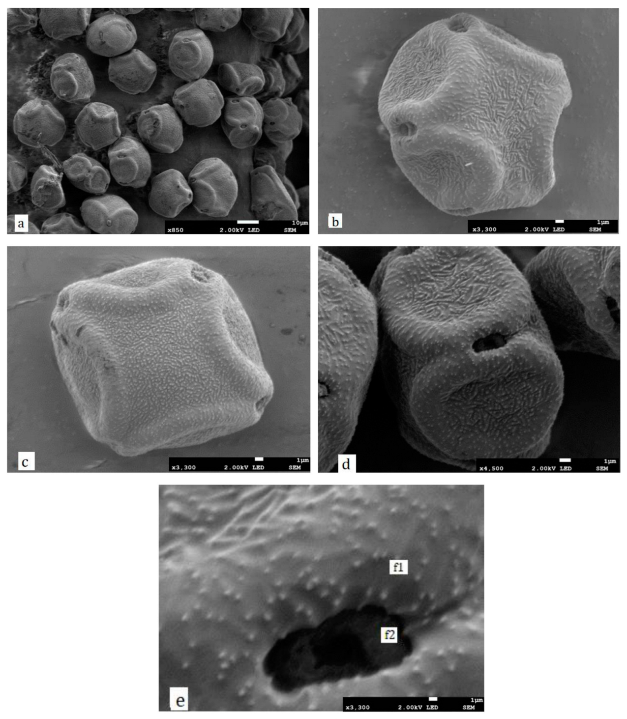 Ijpb 14 00059 g004 Ijpb 14 00059 g004