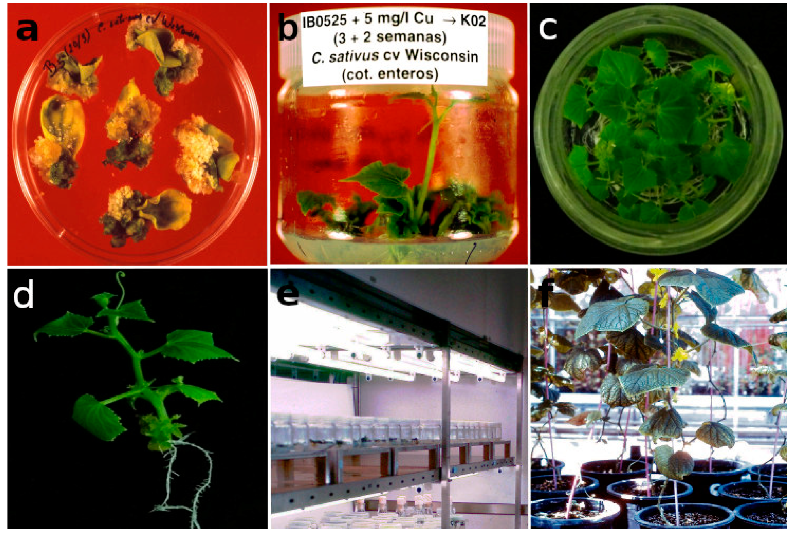 Ijpb 14 00071 g001 Ijpb 14 00071 g001