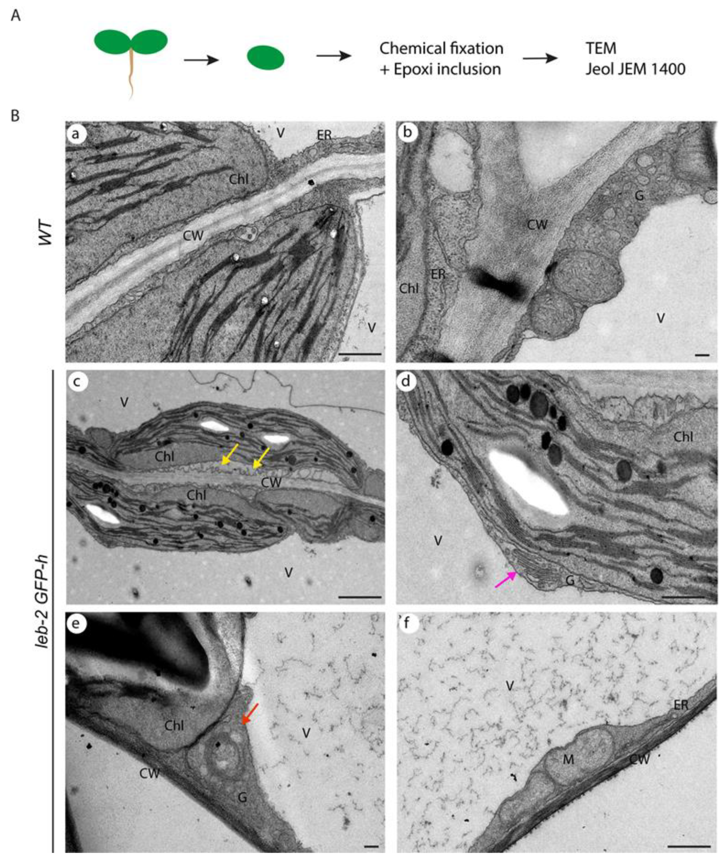 Ijpb 14 00075 g002 Ijpb 14 00075 g002
