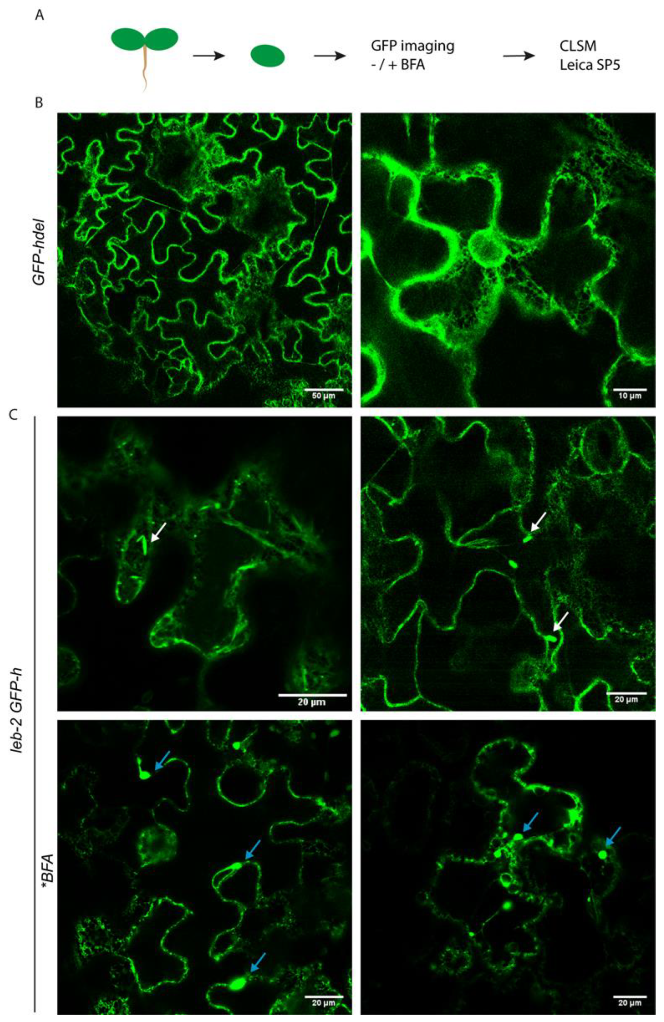 Ijpb 14 00075 g003 Ijpb 14 00075 g003