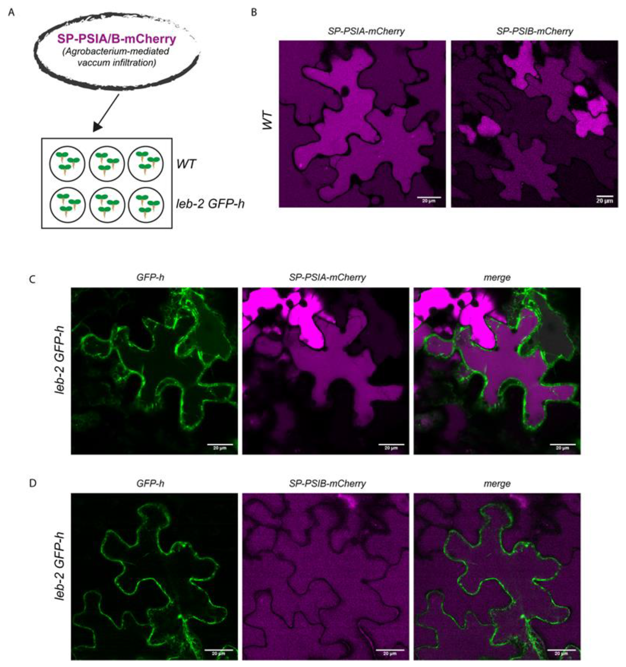 Ijpb 14 00075 g004 Ijpb 14 00075 g004