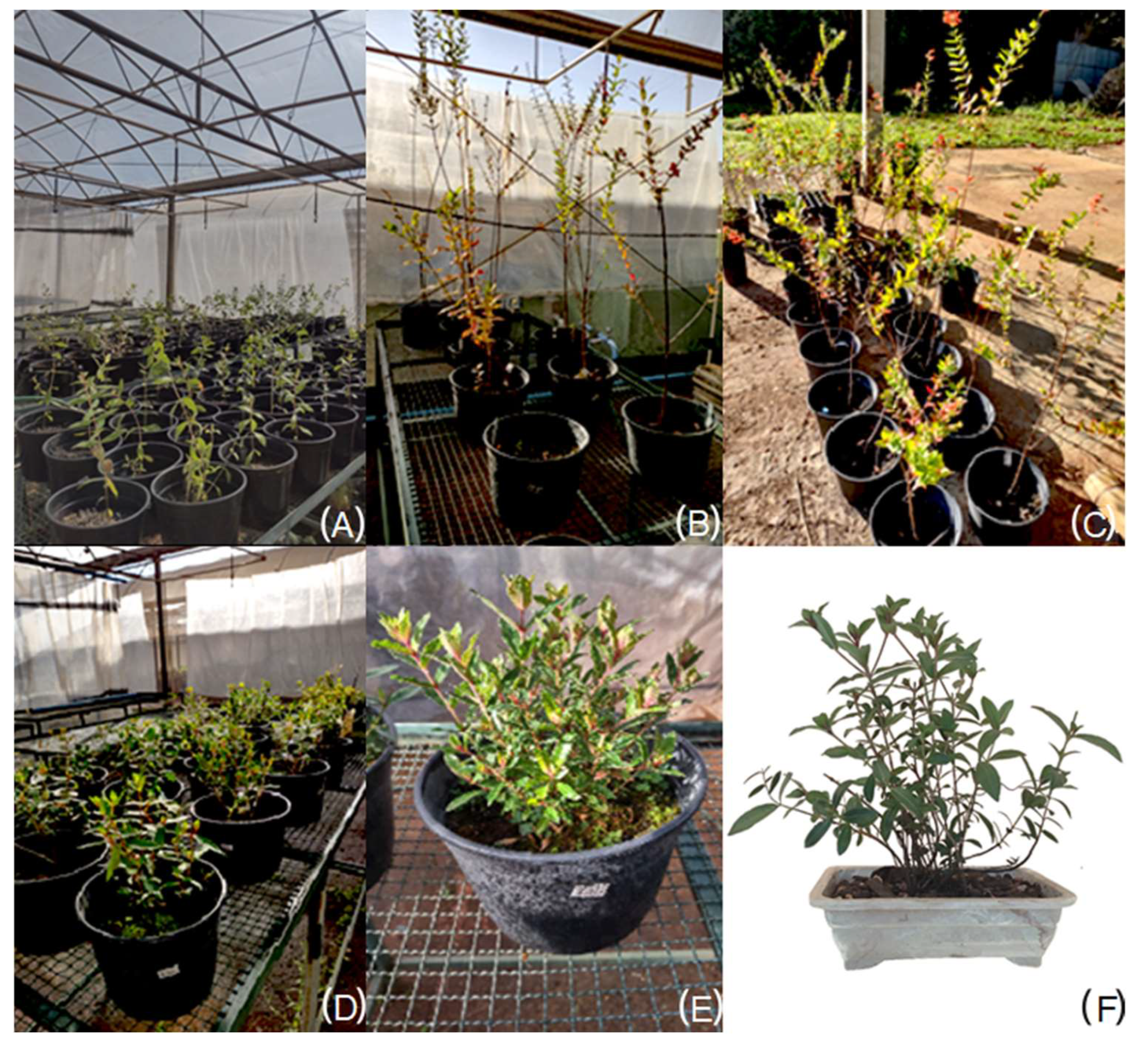 Ijpb 15 00003 g007 Ijpb 15 00003 g007