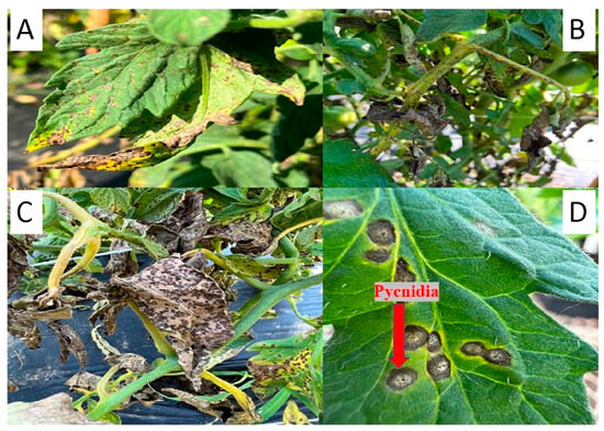 Multiple Foliar Fungal Disease Management in Tomatoes: A Comprehensive  Approach