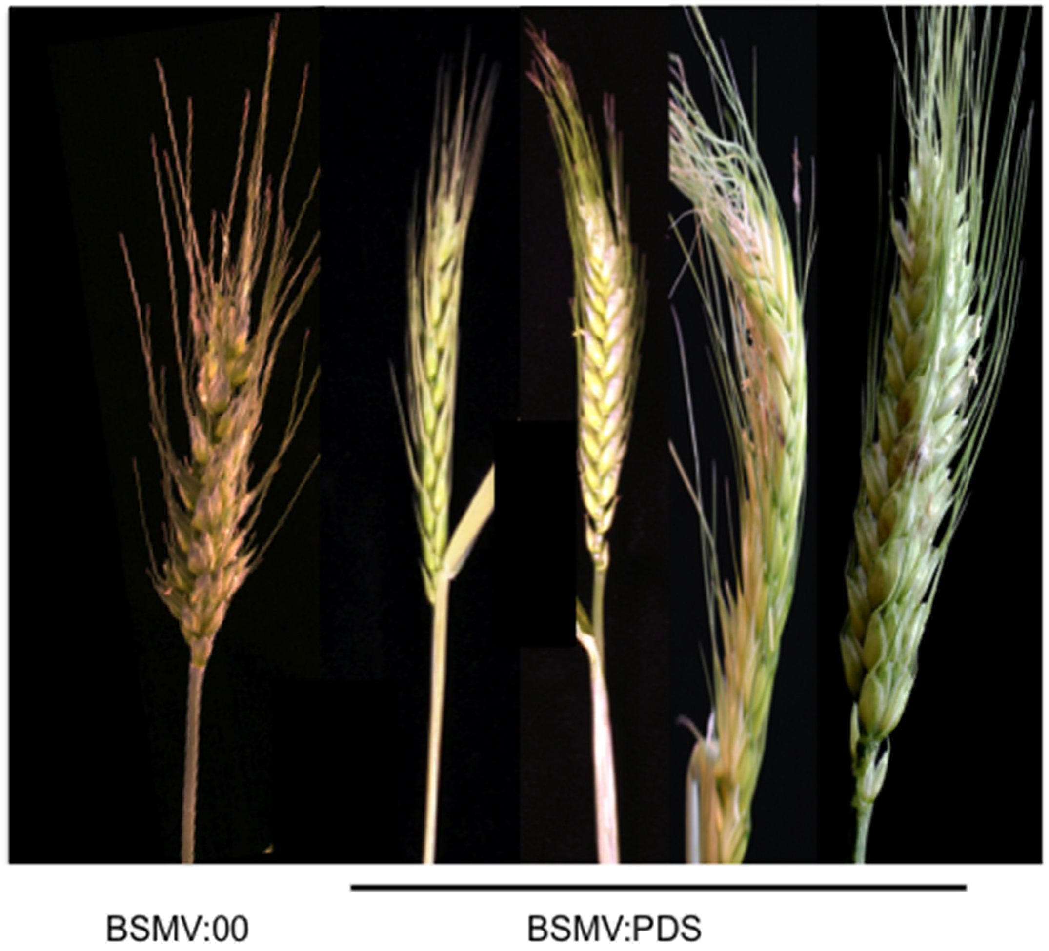 Analysis of the Time Course of the Establishment of Systemic Gene 