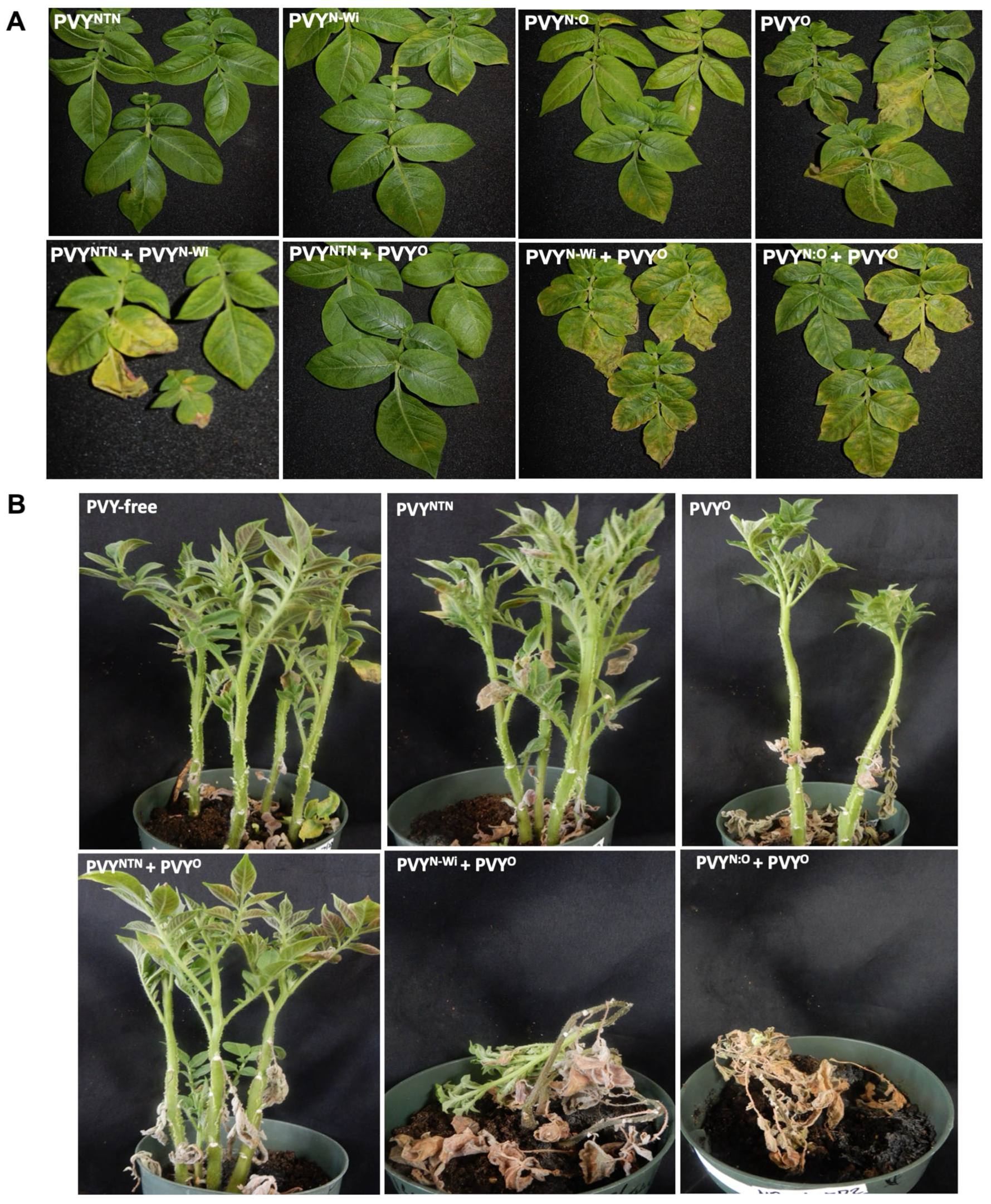 Ijpb 15 00032 g001 Ijpb 15 00032 g001