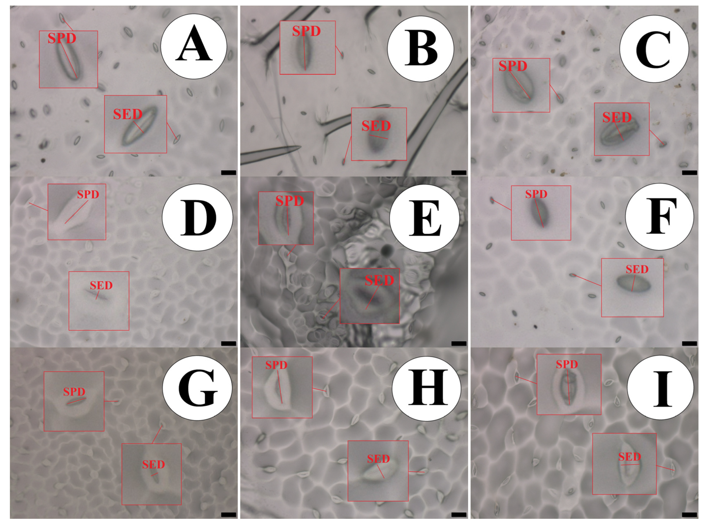 Ijpb 15 00041 g002 Ijpb 15 00041 g002