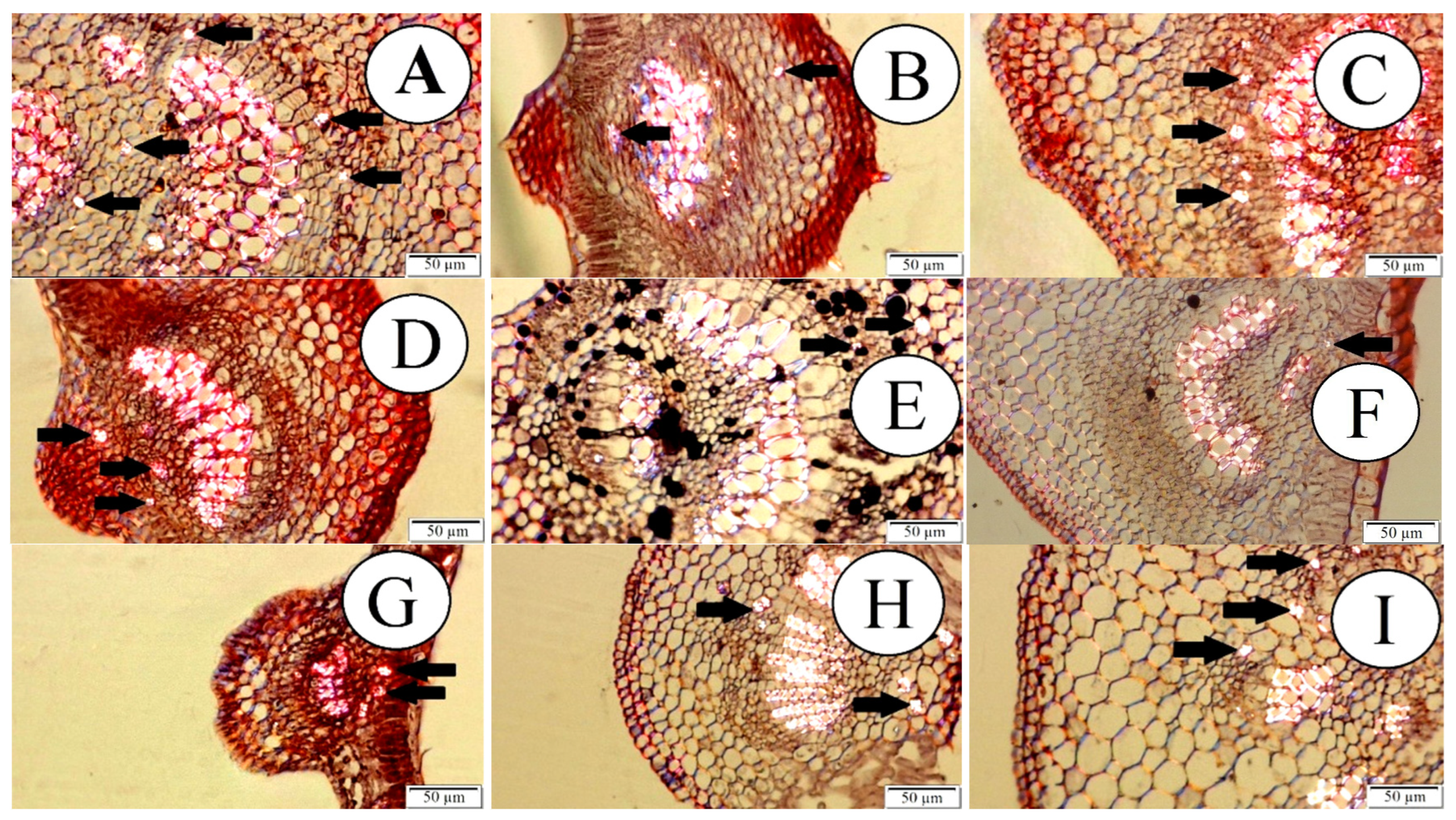 Ijpb 15 00041 g003 Ijpb 15 00041 g003