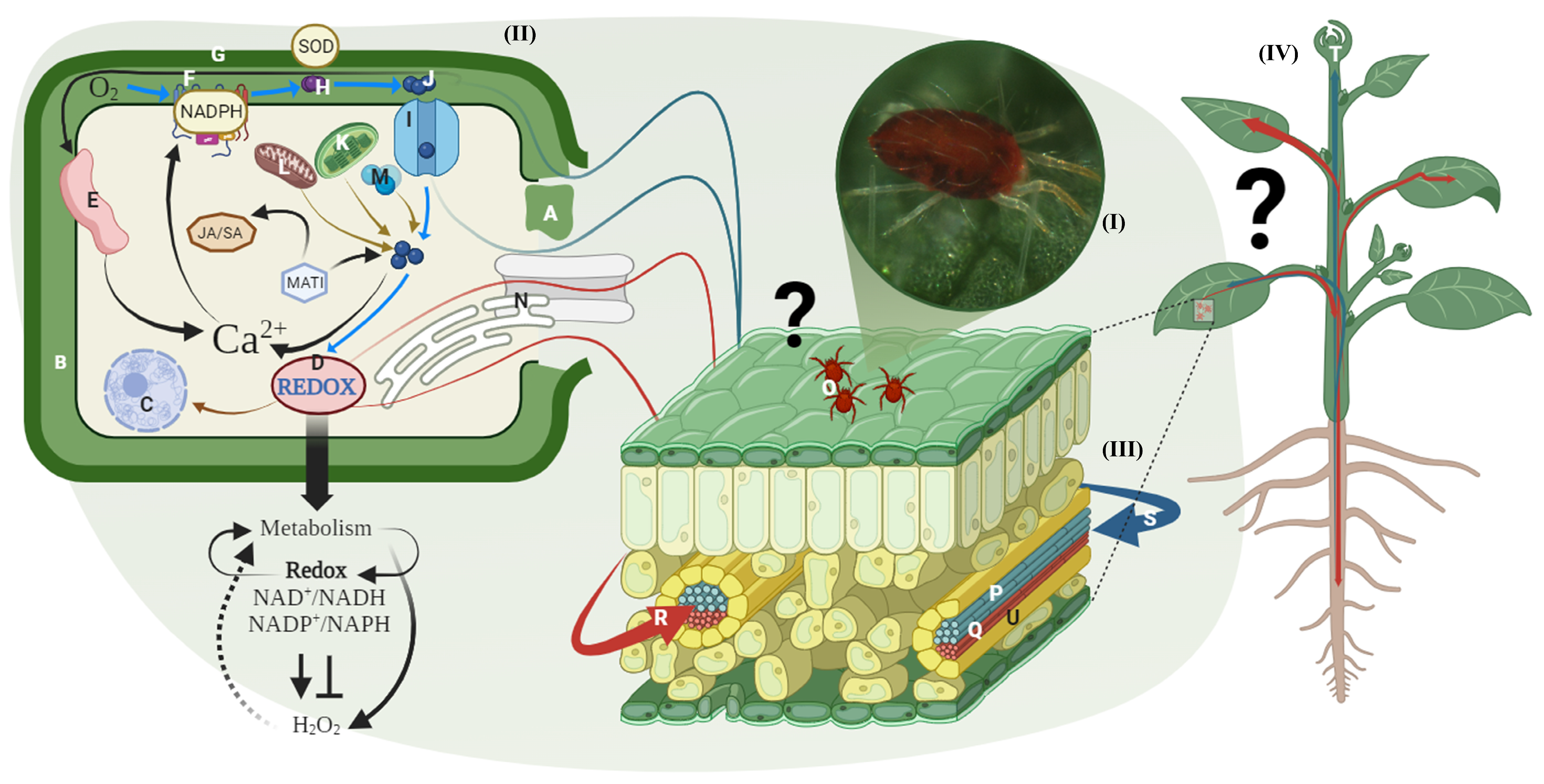 Ijpb 15 00043 g003 Ijpb 15 00043 g003