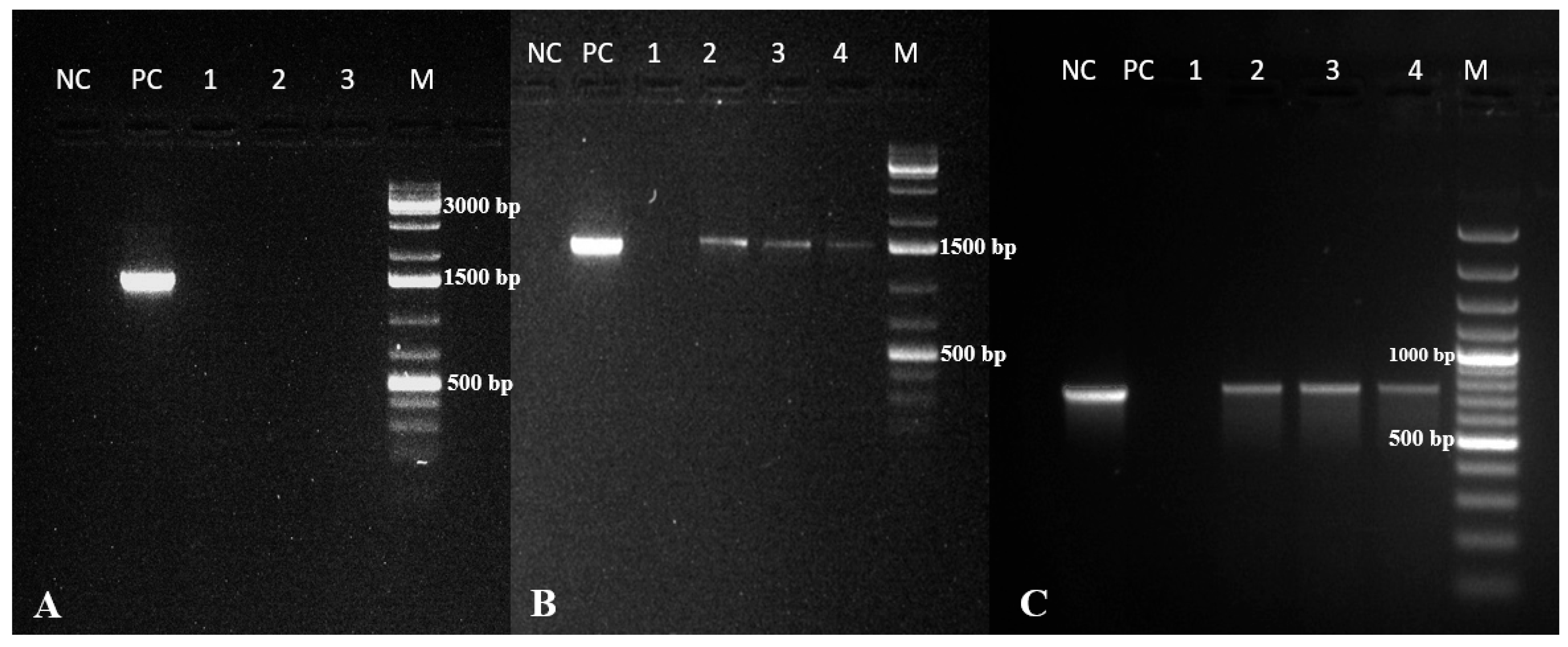 Ijpb 15 00047 g003 Ijpb 15 00047 g003