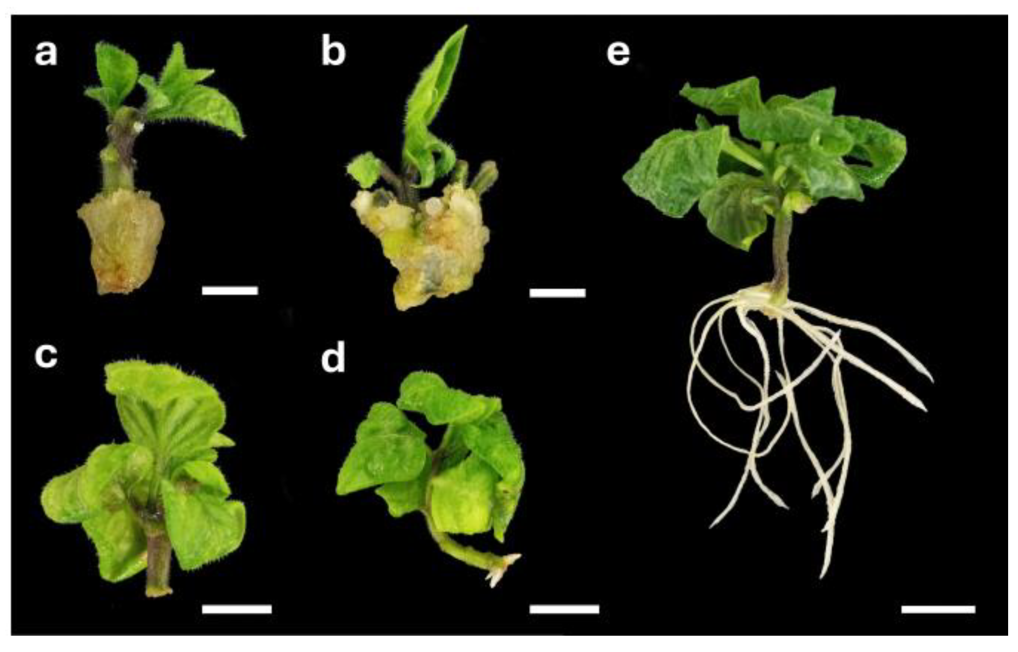 Ijpb 15 00069 g002 Ijpb 15 00069 g002