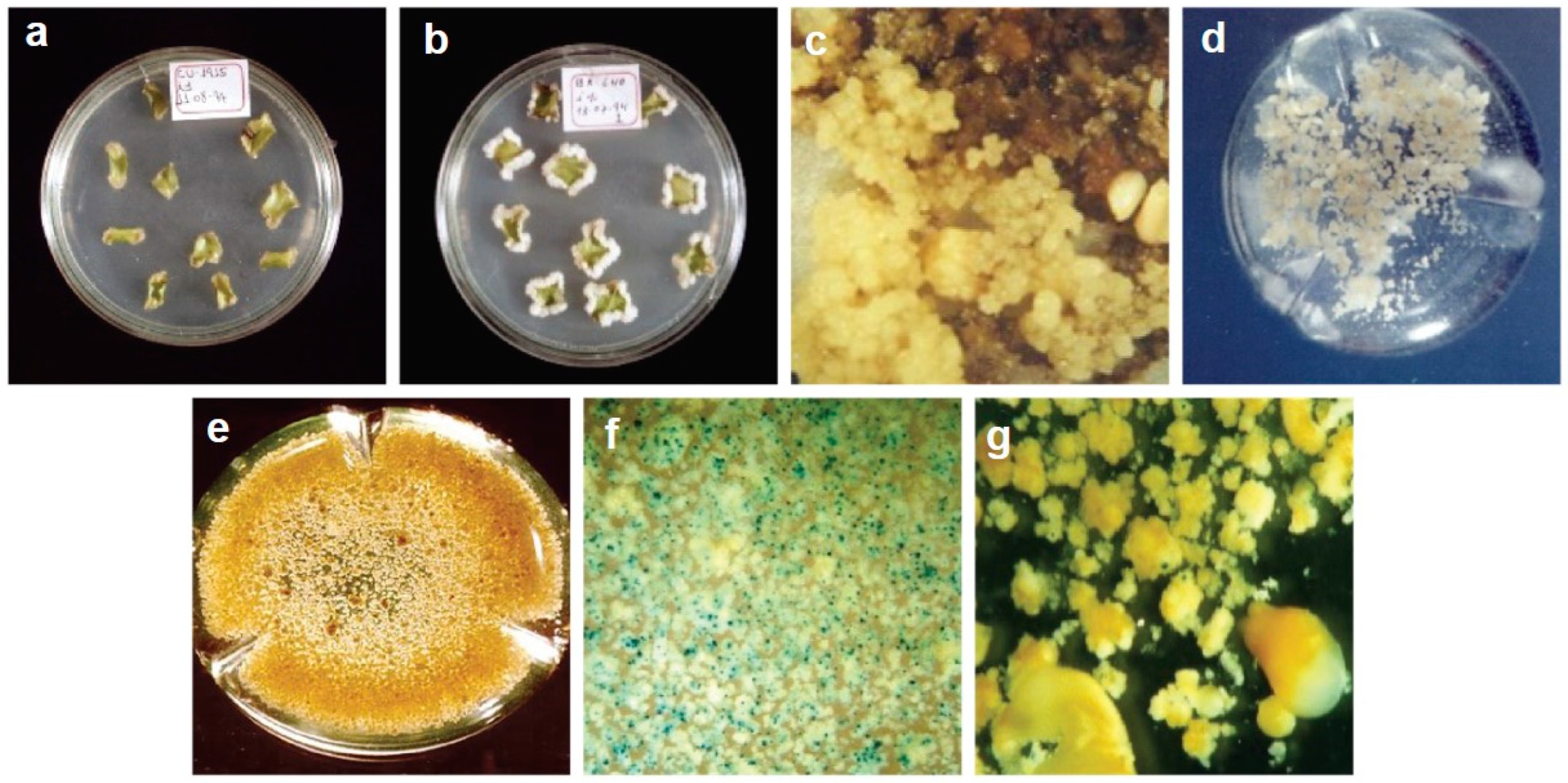 Ijpb 15 00086 g001 Ijpb 15 00086 g001