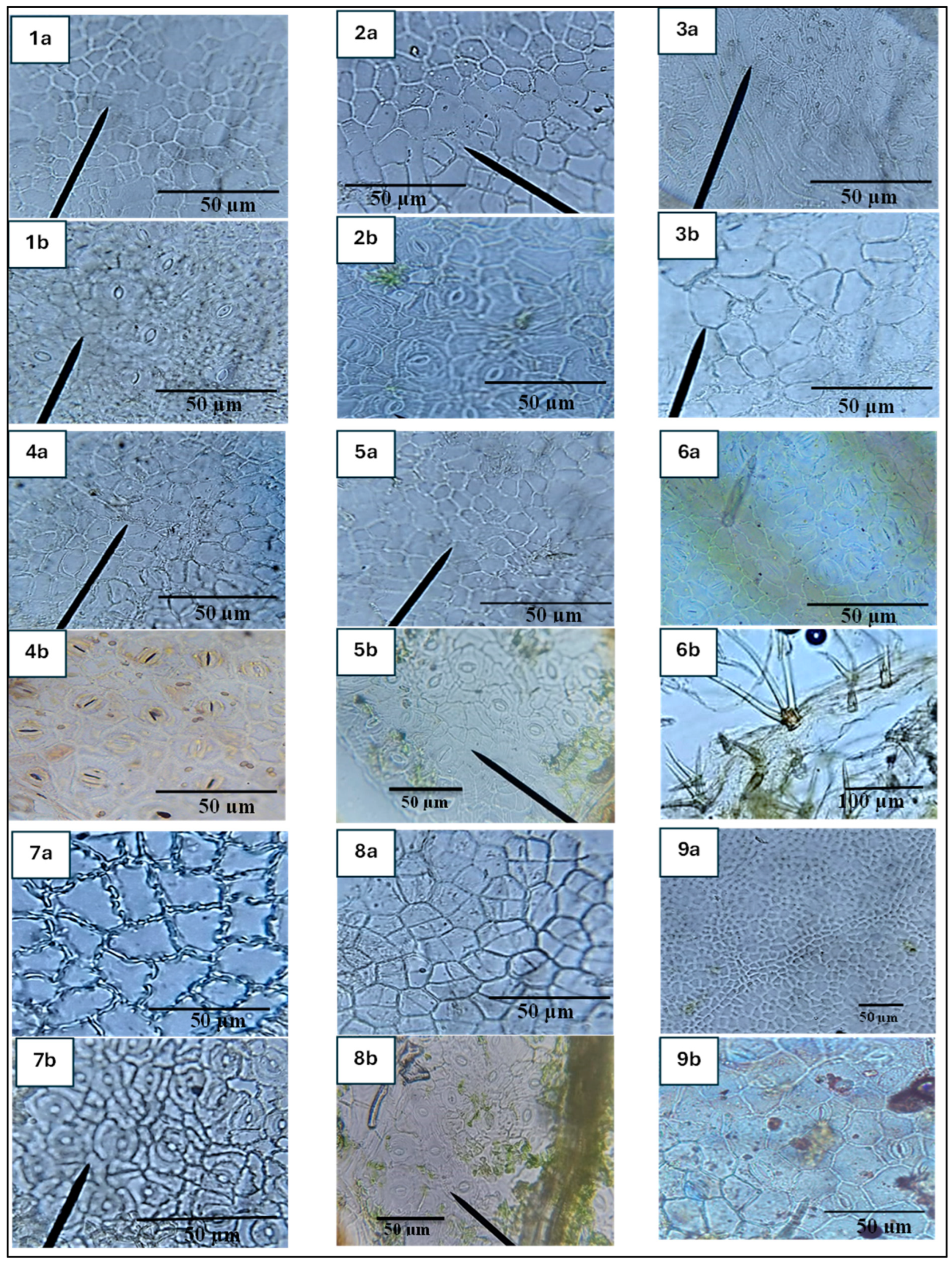 Ijpb 16 00018 g002 Ijpb 16 00018 g002