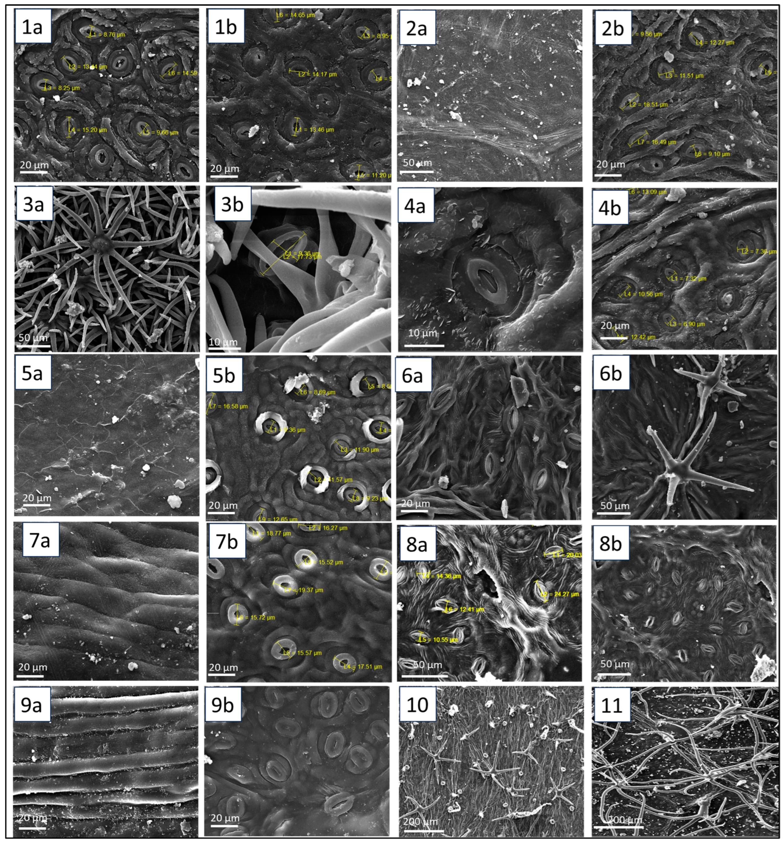 Ijpb 16 00018 g003 Ijpb 16 00018 g003