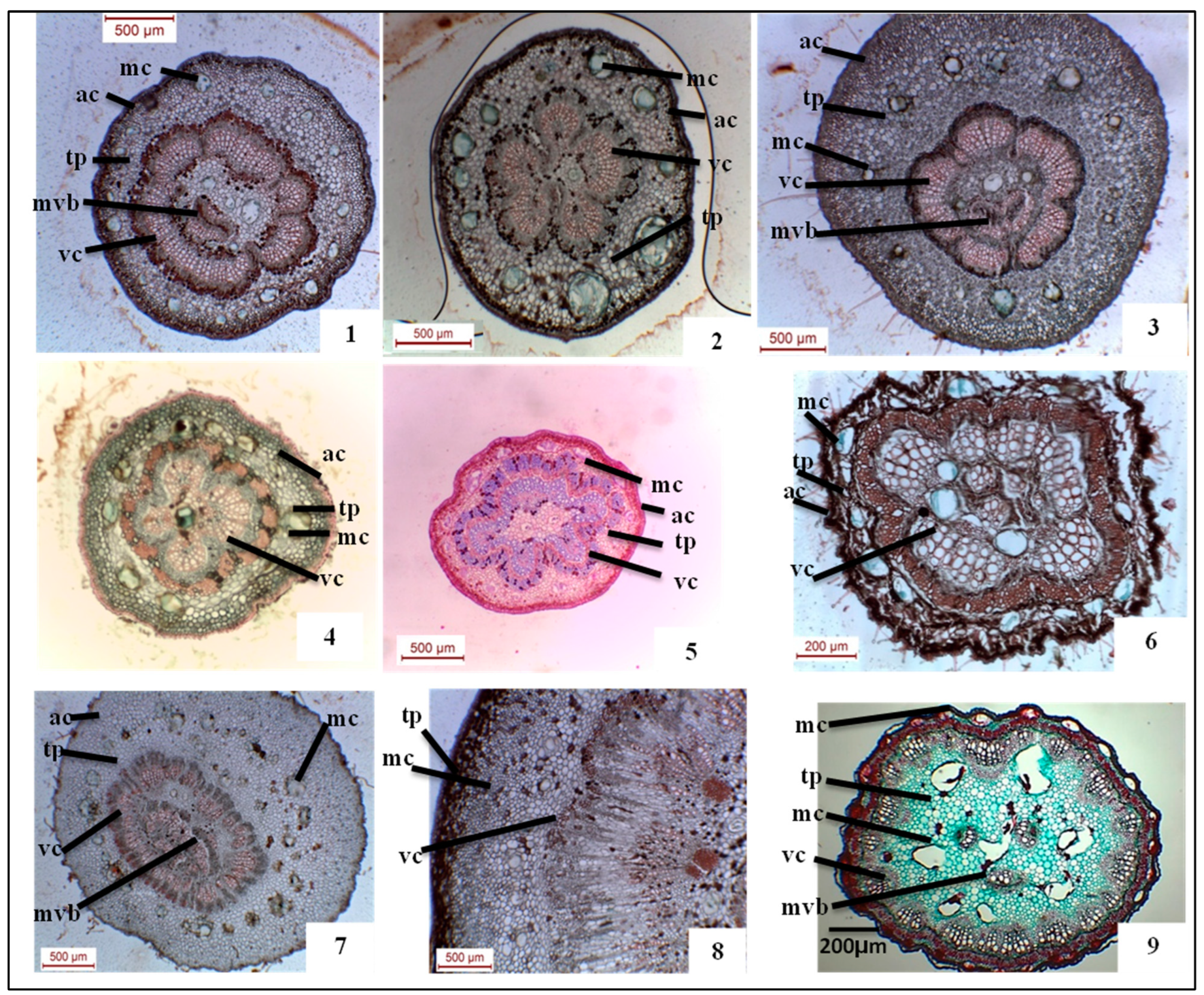 Ijpb 16 00018 g005 Ijpb 16 00018 g005