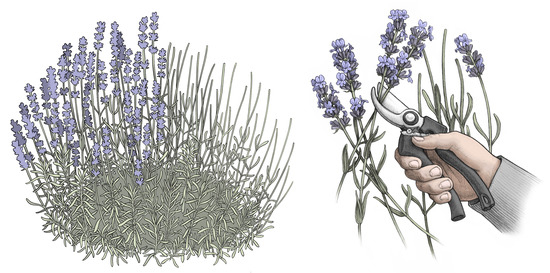 Pollination and Essential Oil Production of Lavandula