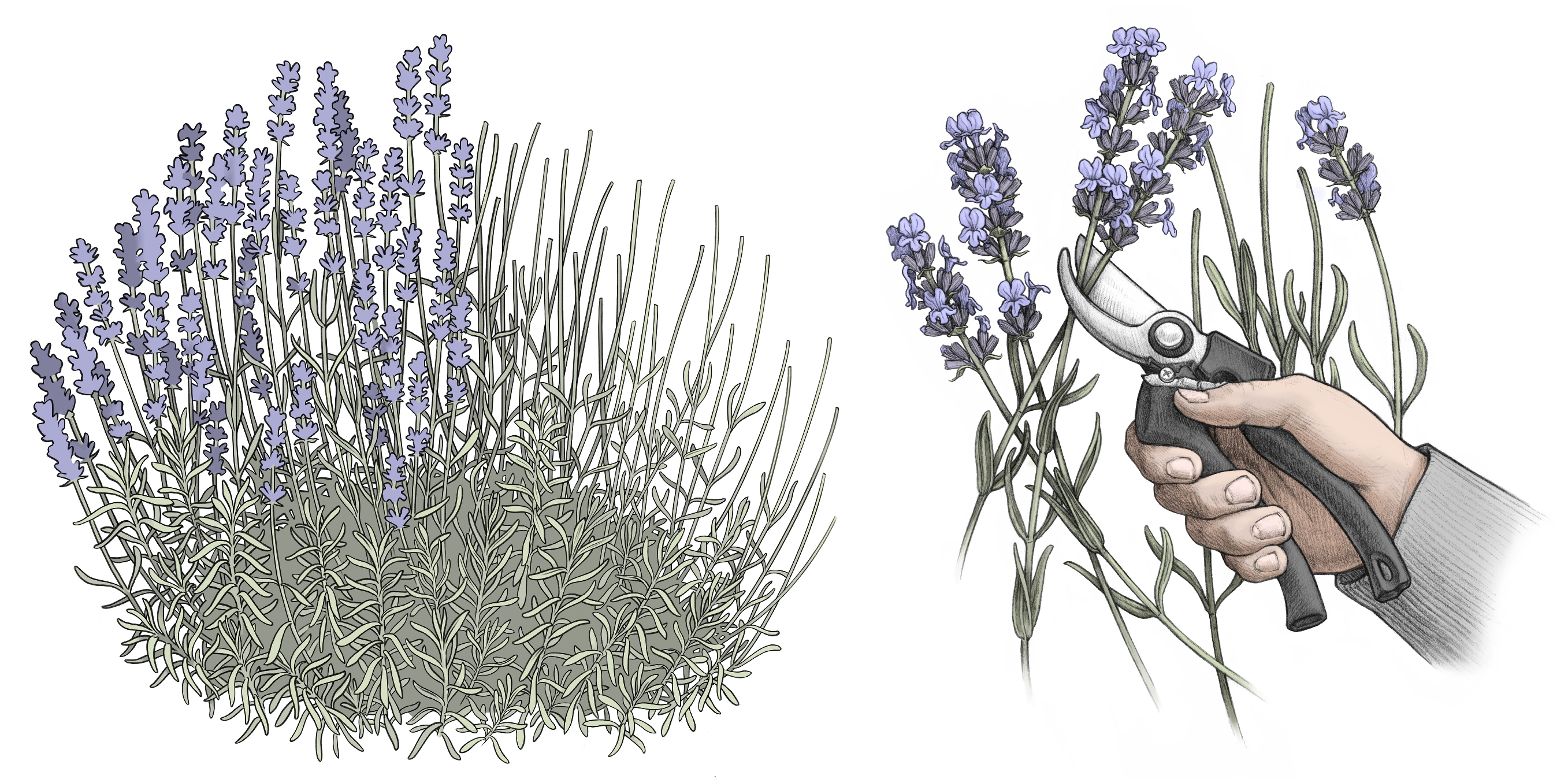 Ijpb 16 00072 g003 Ijpb 16 00072 g003