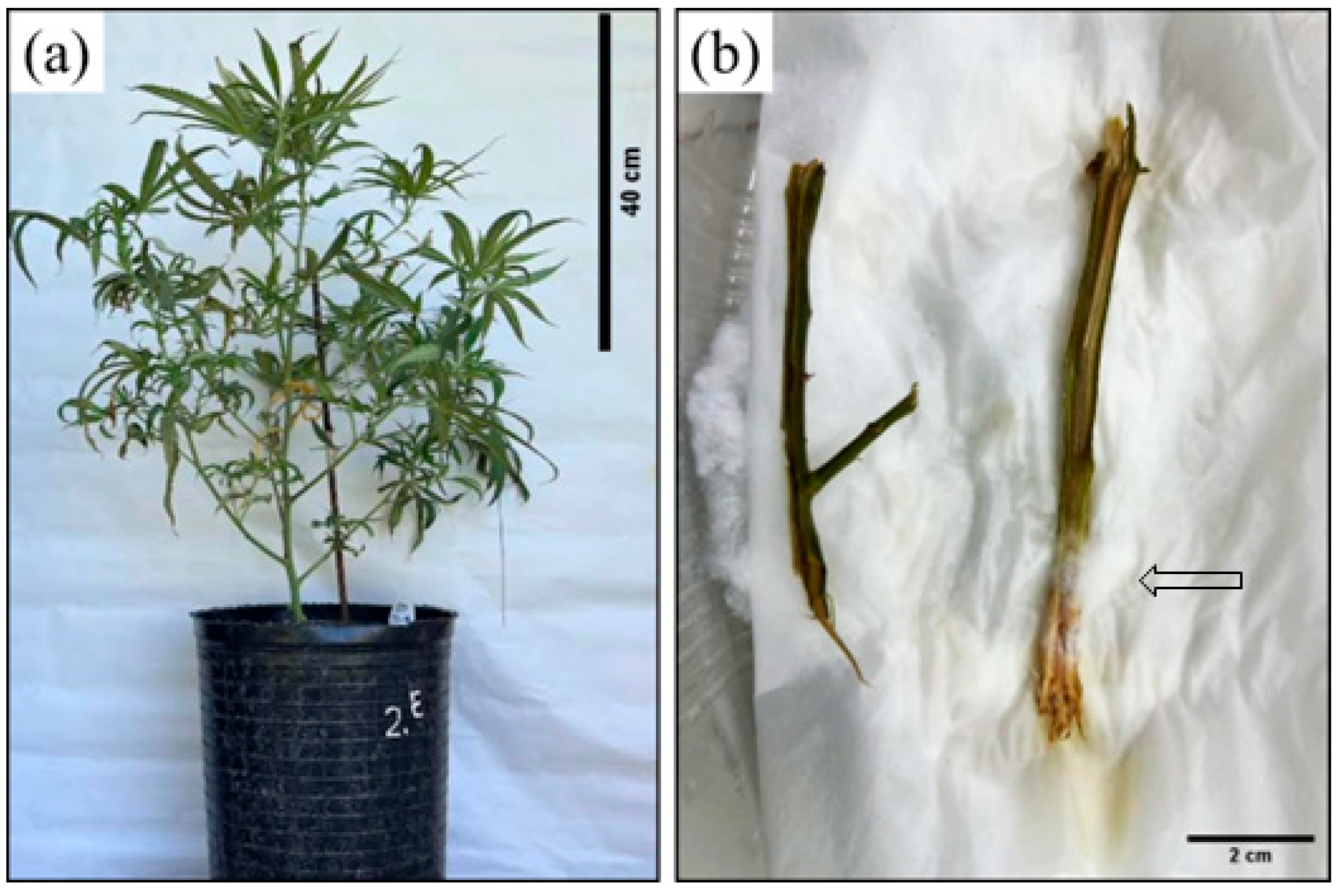 Ijpb 16 00092 g002 Ijpb 16 00092 g002