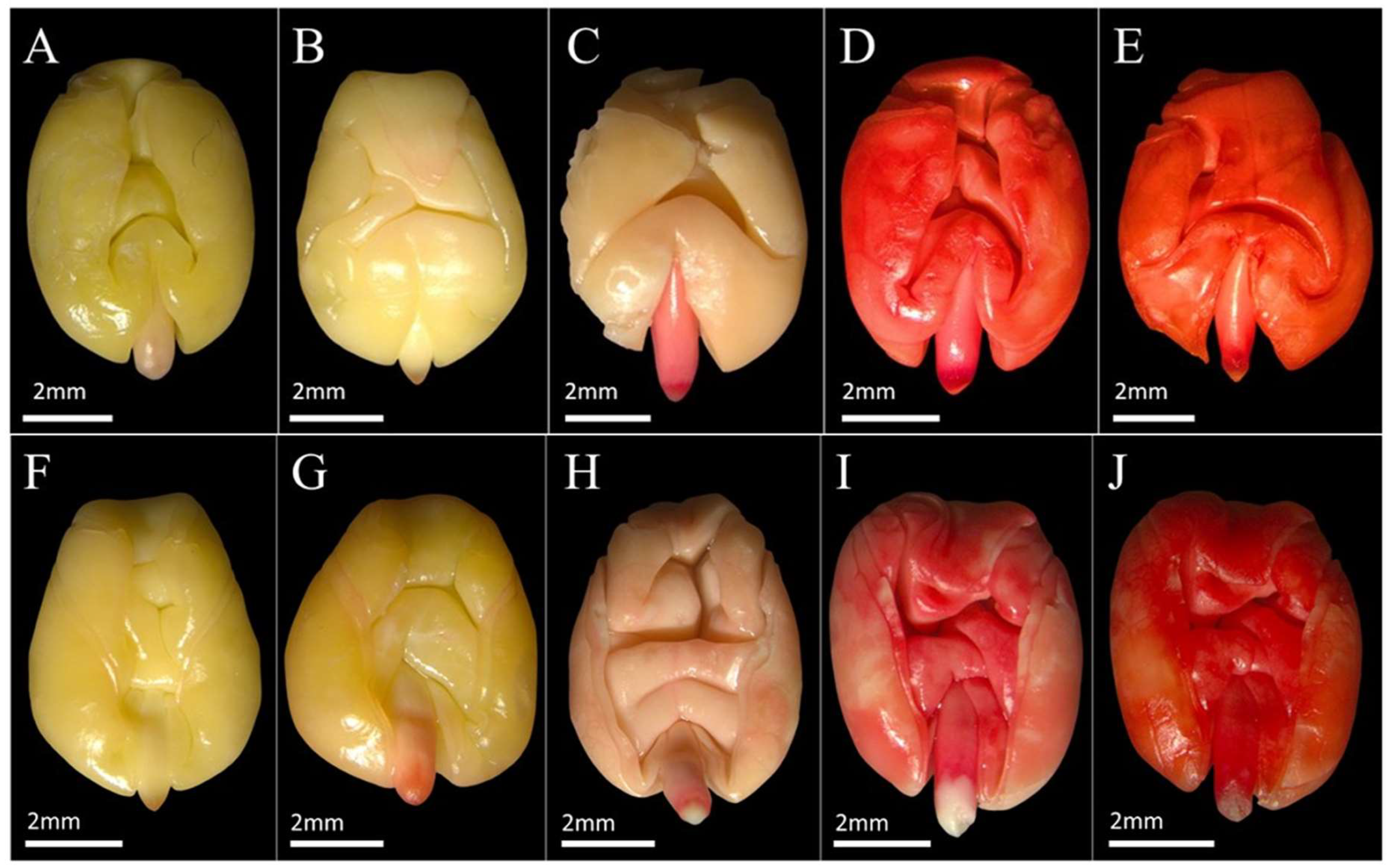 Ijpb 16 00139 g003 Ijpb 16 00139 g003